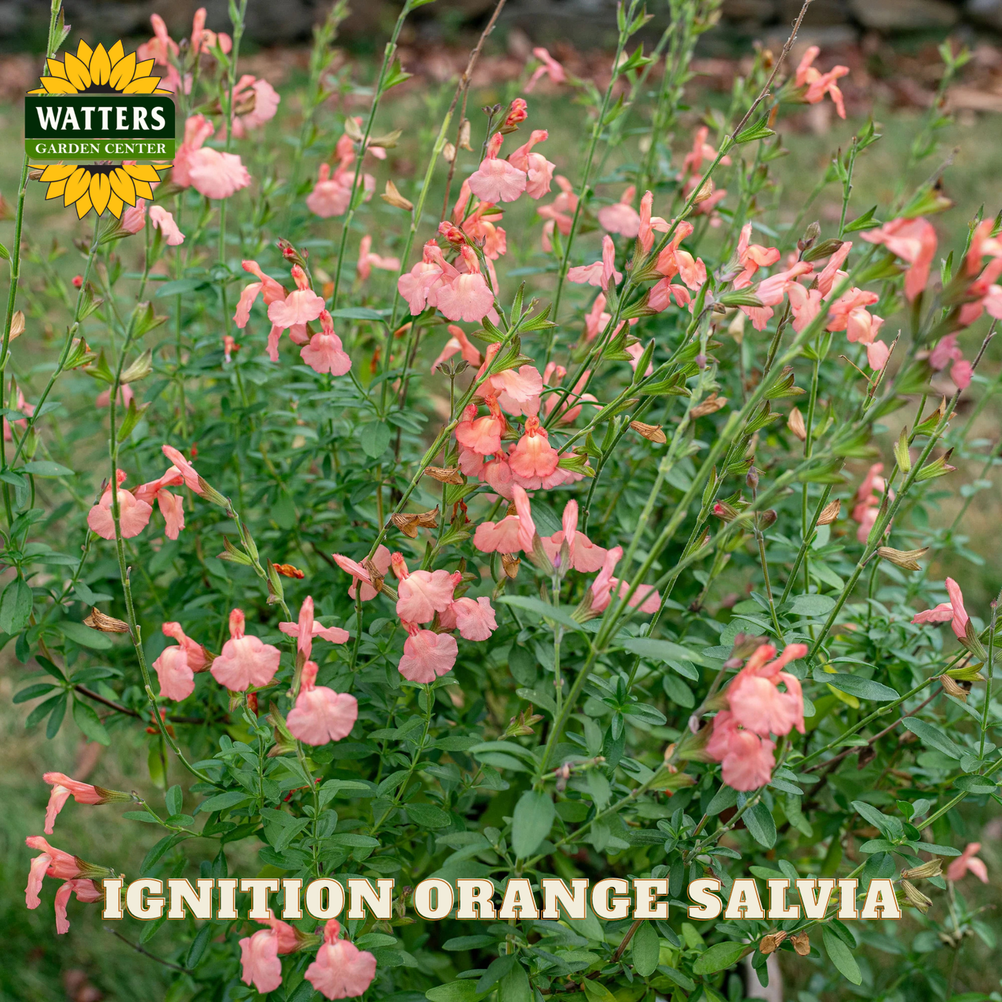 Pink flowers with green leaves and Watters Garden Center branding.