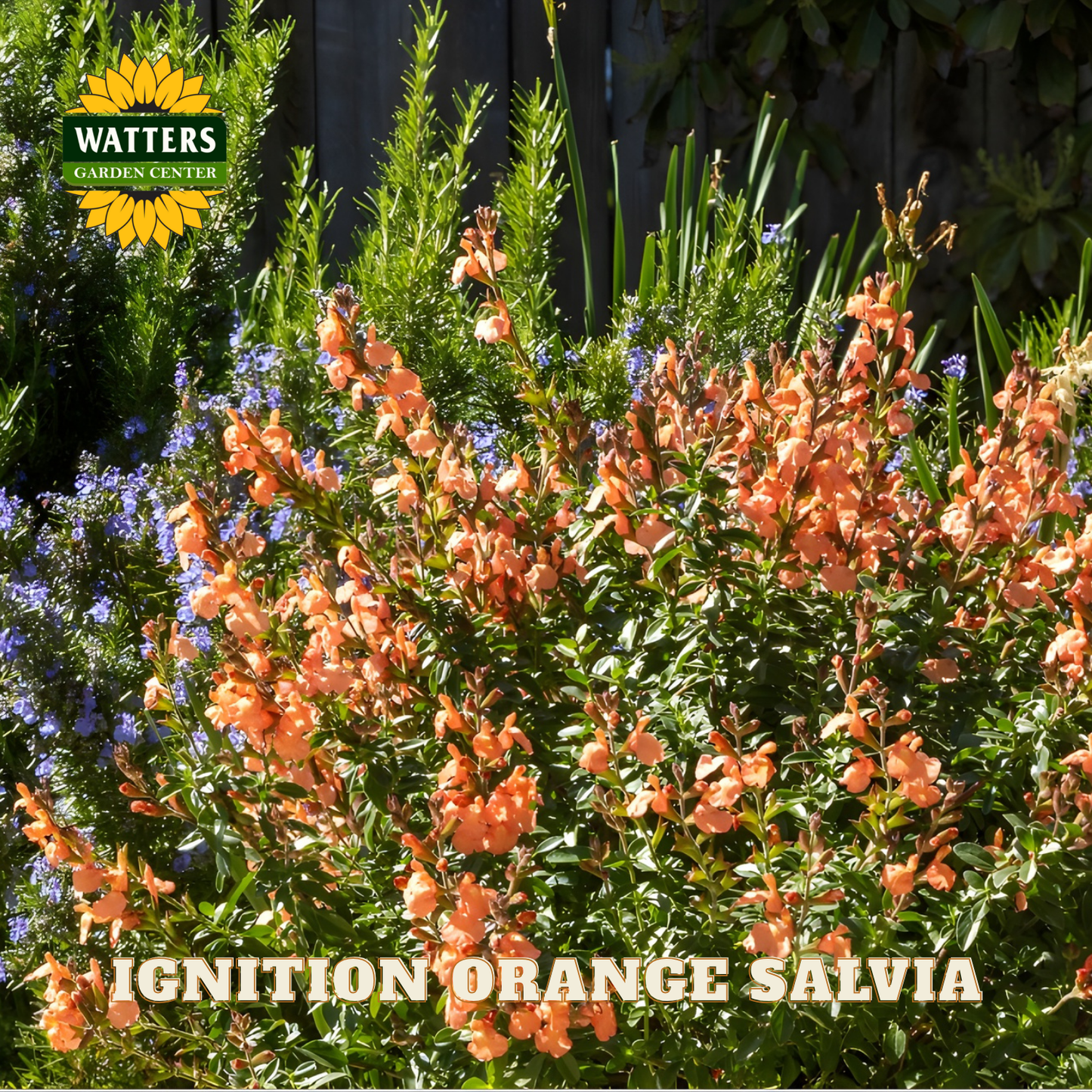 Orange salvia flowers with Watters Garden Center branding in the corner.
