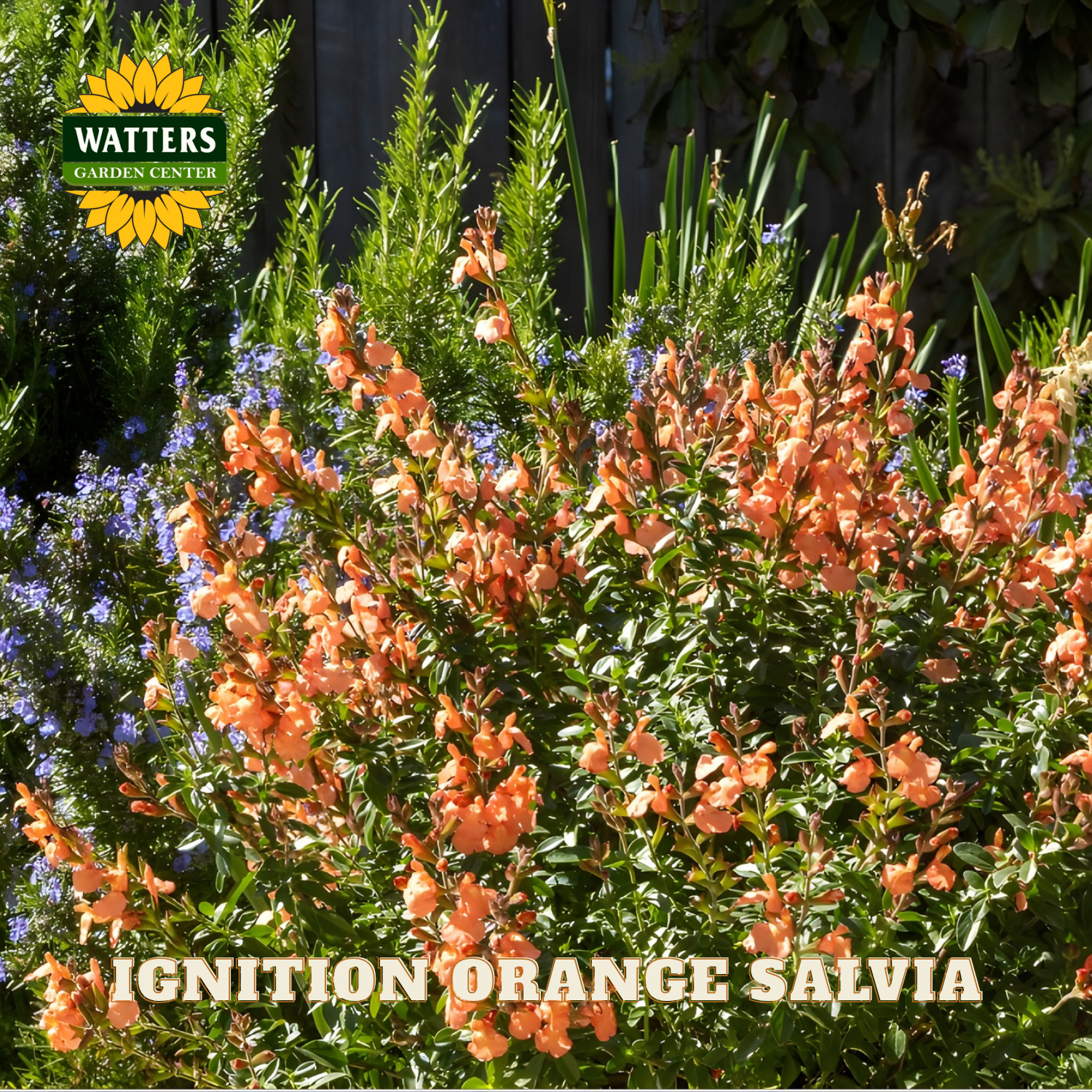 Orange salvia flowers with Watters Garden Center branding in the corner.