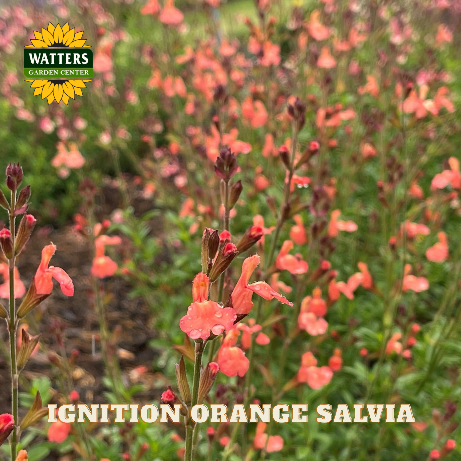 Field of Ignition Orange Salvia flowers with Watters Garden Center logo.