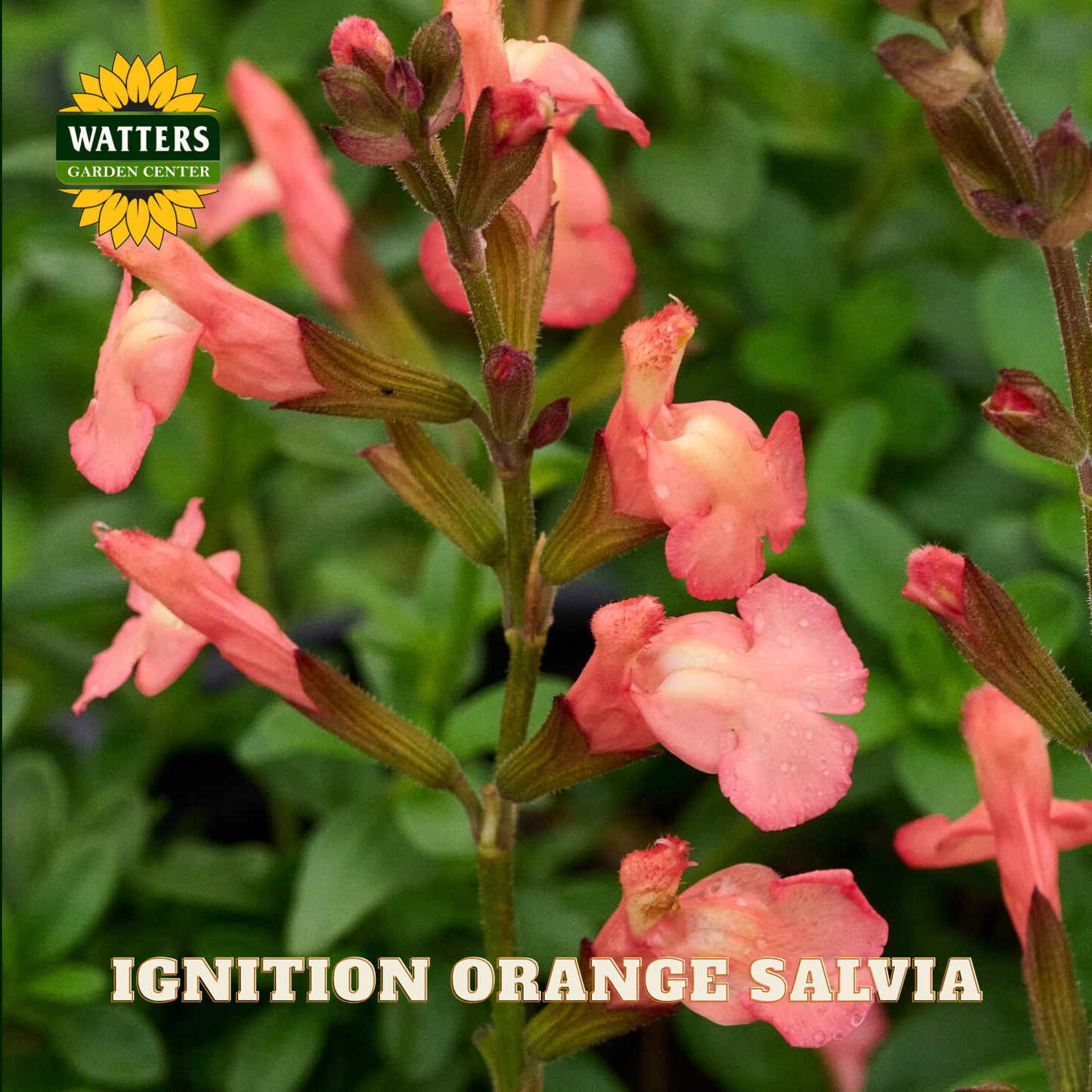 Pink salvia flowers with Watters Garden Center logo and 'Ignition Orange Salvia' text.