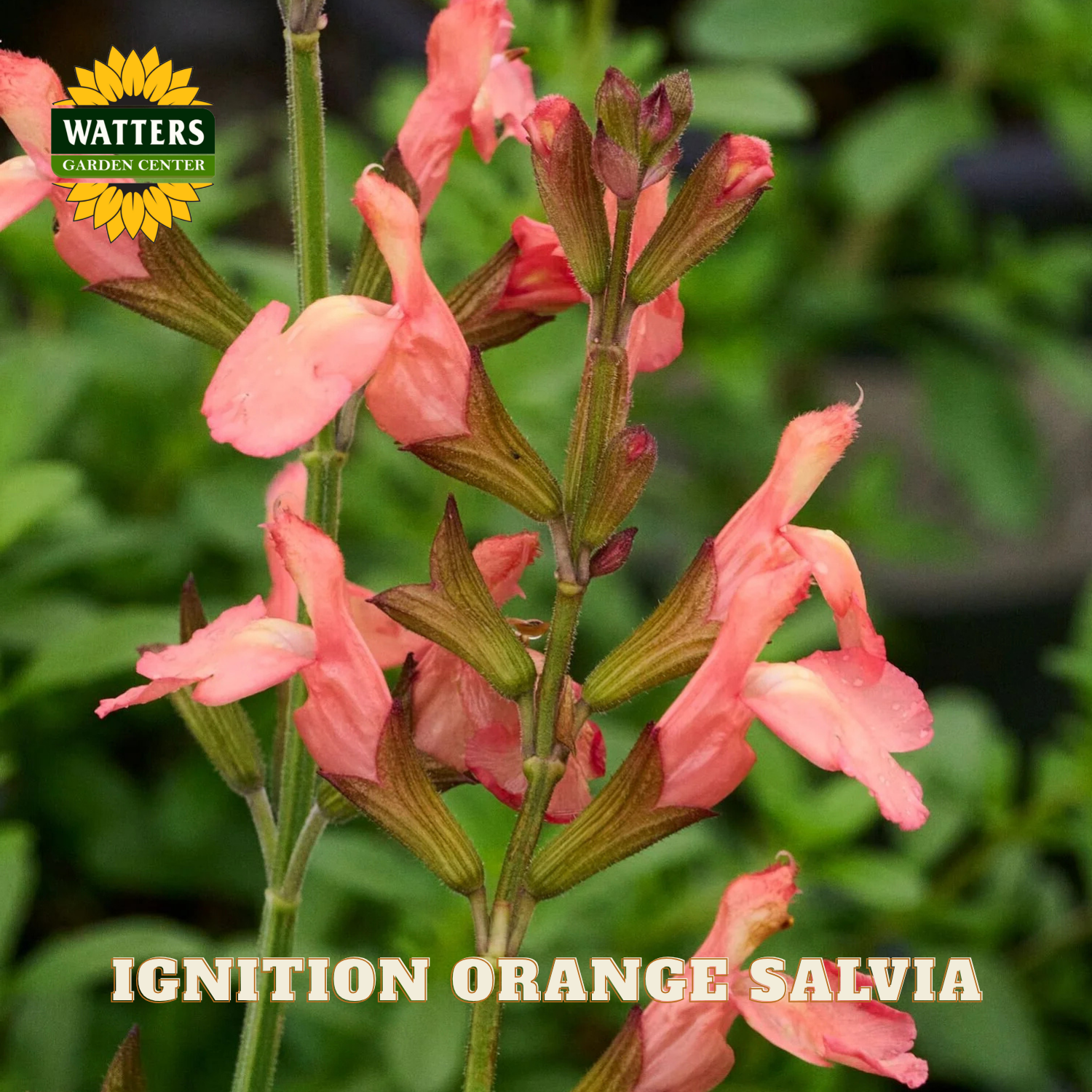Pink salvia flowers with Watters Garden Center branding and 'Ignition Orange Salvia' text.