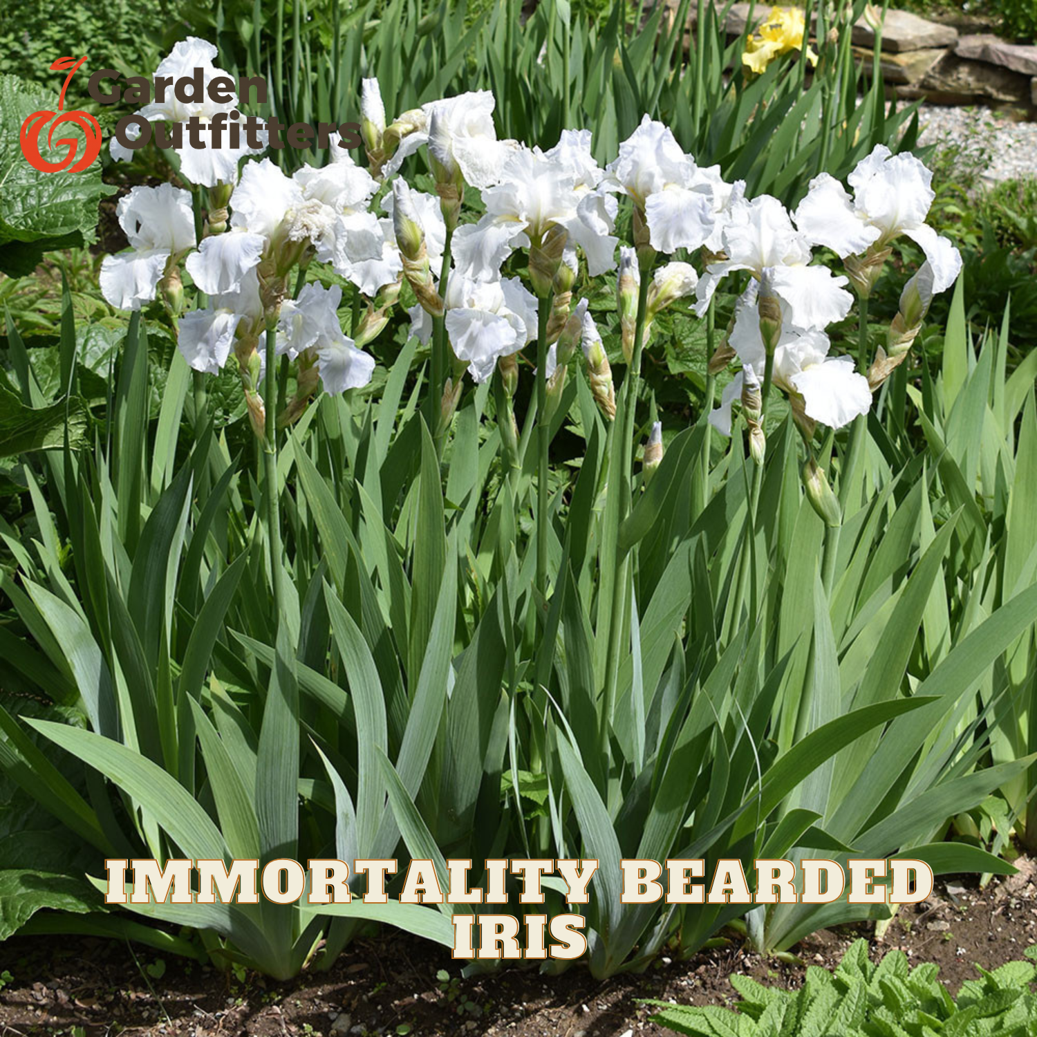 White Immortality Bearded Iris flowers blooming in a garden bed with green foliage. Text overlays read 'Garden Outfitter' and 'IMMORTALITY BEARDED IRIS'.