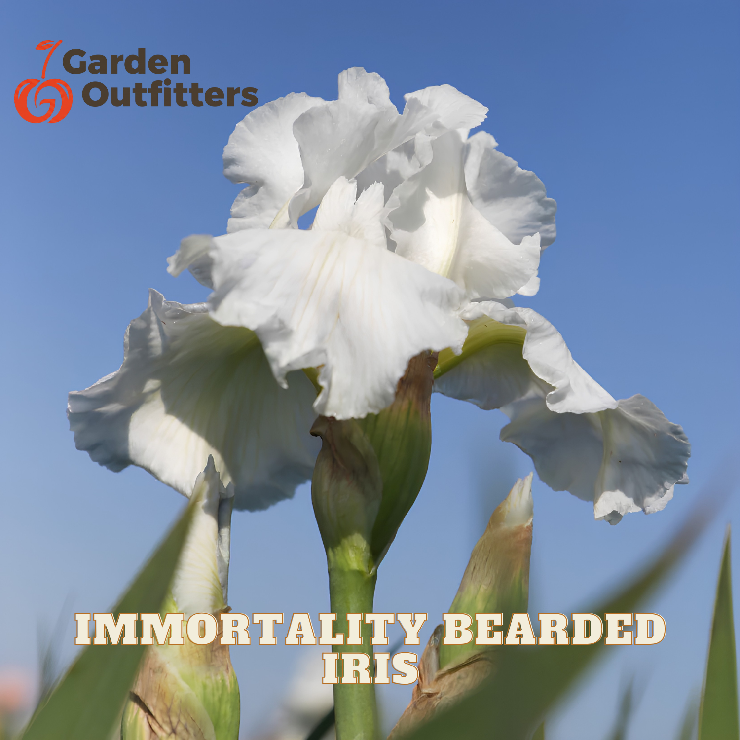 A close-up of a white bearded iris flower against a blue sky background, with the text 'Immortality Bearded Iris' and the Garden Outfitters logo.