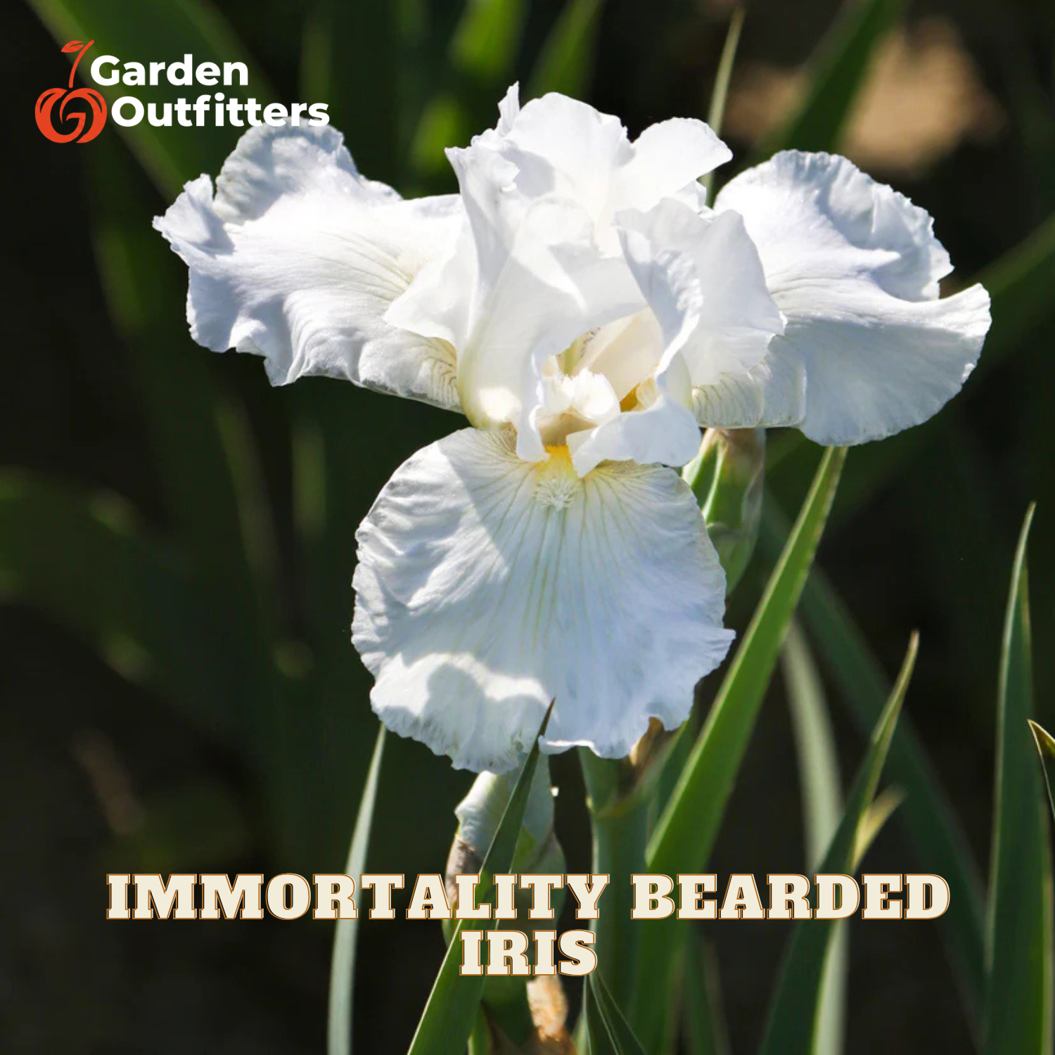 A close-up of a white bearded iris flower with green leaves in the background, featuring the Garden Outfitters logo in the top-left corner and the text 'IMMORTALITY BEARDED IRIS' at the bottom.