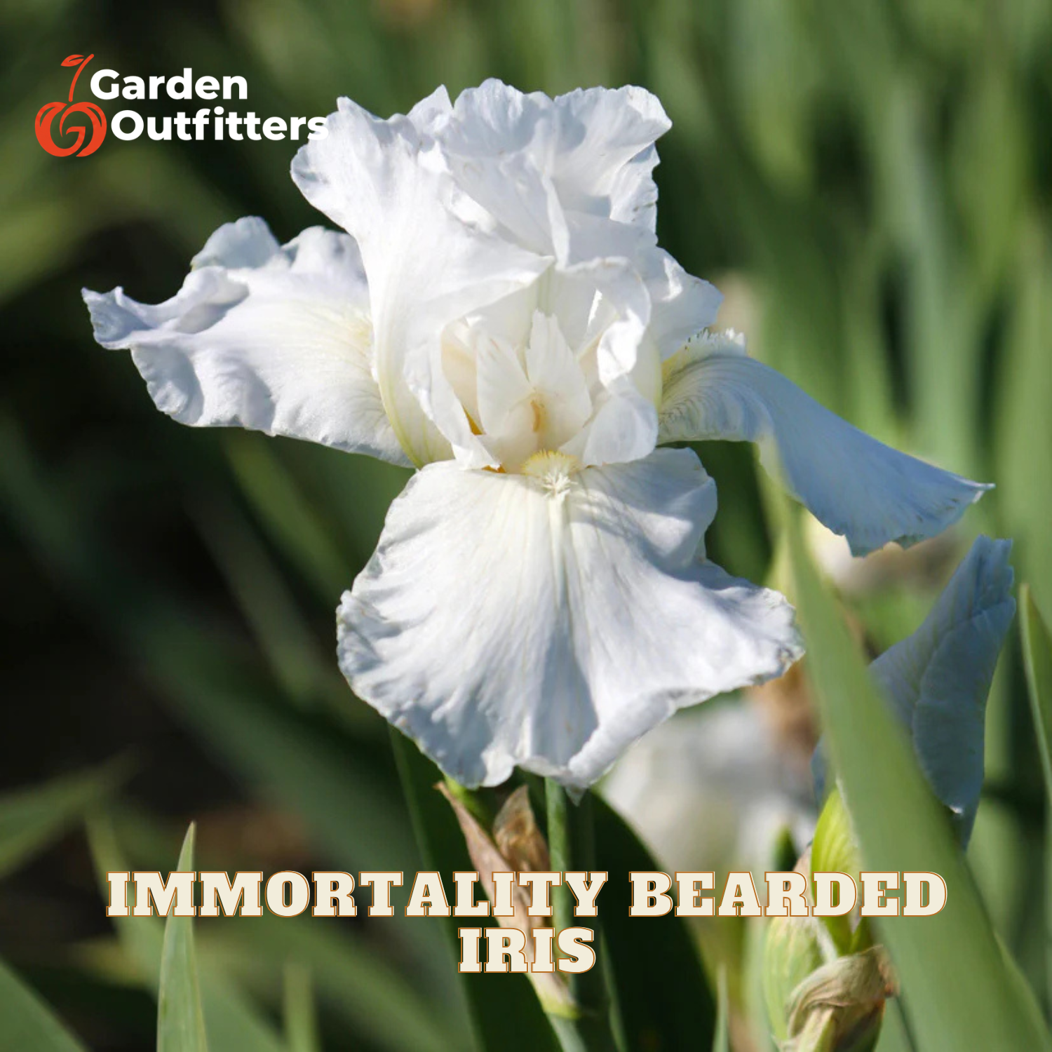 A white immortality bearded iris flower in bloom with green foliage in the background, featuring the Garden Outfitters logo in the top-left corner and the text 'IMMORTALITY BEARDED IRIS' at the bottom.