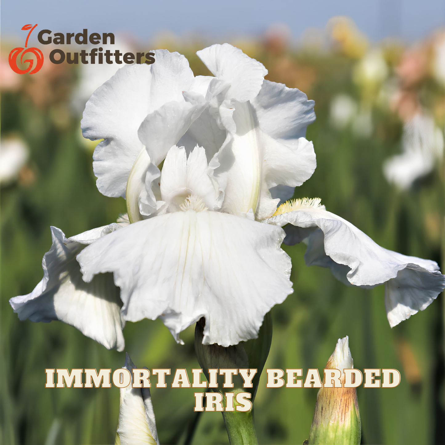 A close-up of a white bearded iris flower with green foliage in a garden setting, with the text 'Immortality Bearded Iris' and the Garden Outfitters logo.