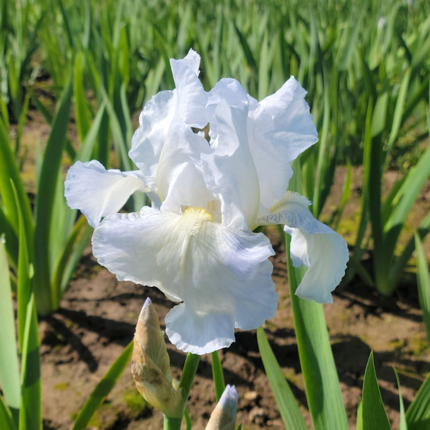 A single white iris flower in full bloom with green leaves and stems, photographed outdoors in a garden or field.