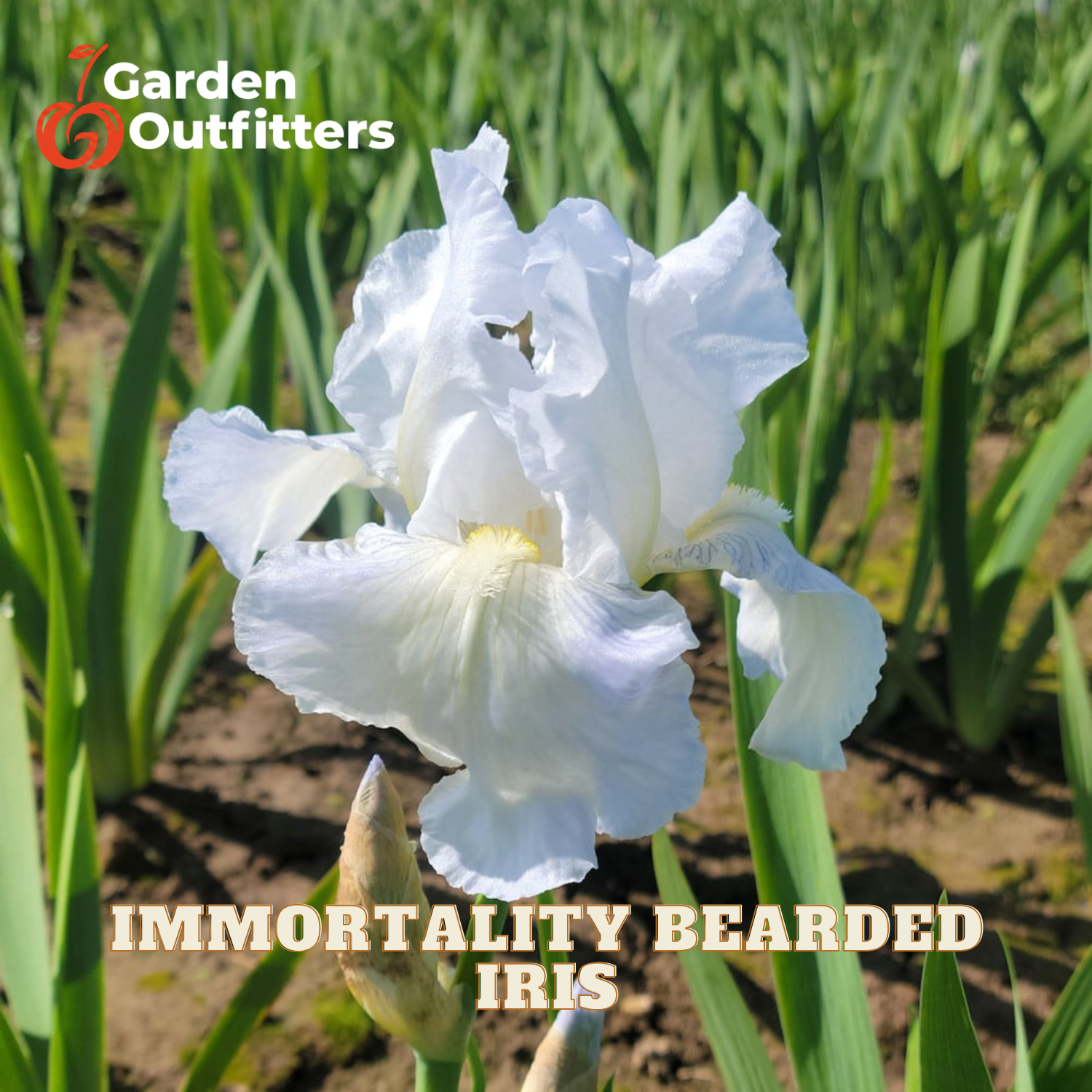 A white Immortality Bearded Iris flower in bloom with green foliage in the background, featuring the Garden Outfitters logo and 'IMMORTALITY BEARDED IRIS' text overlays.