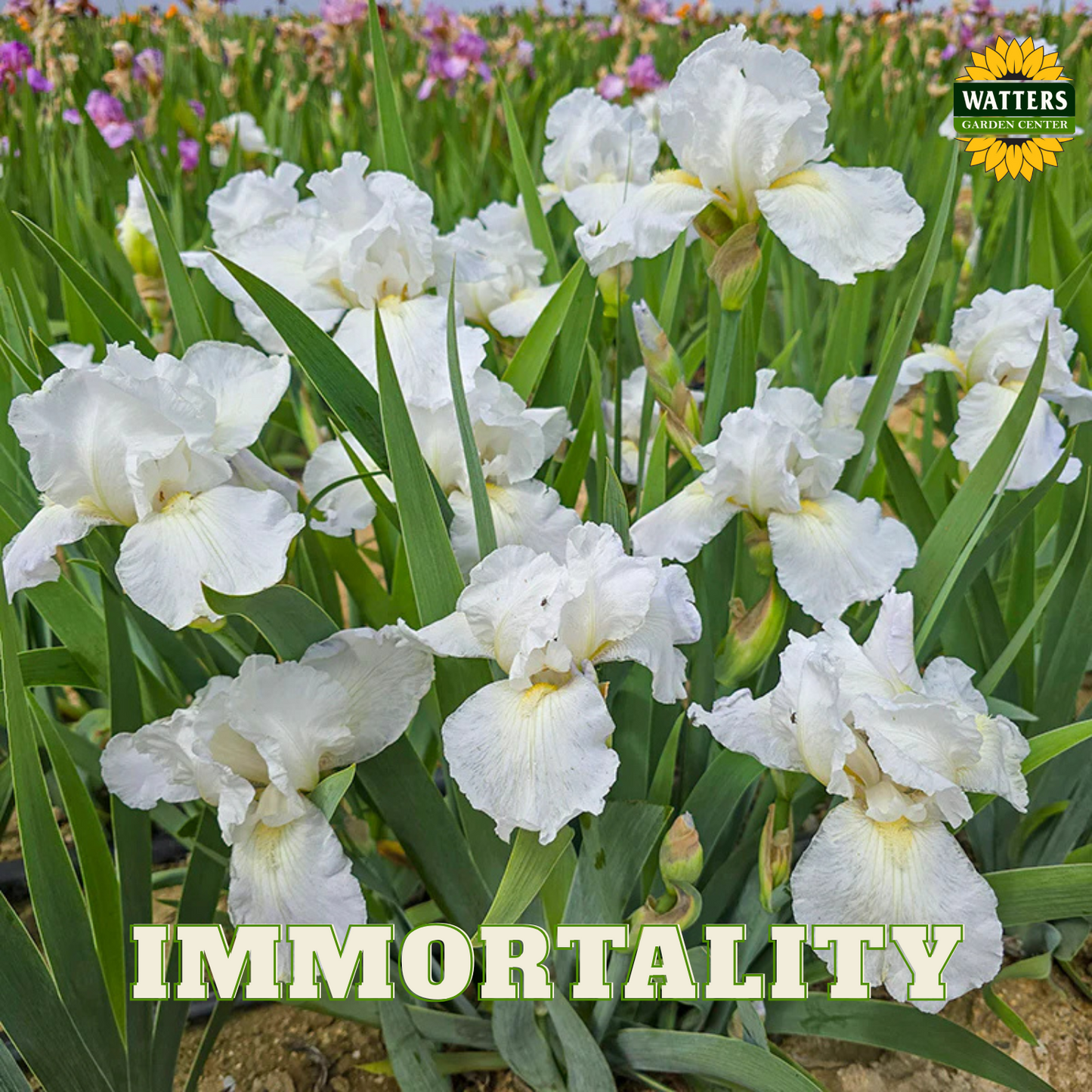 Immortality Bearded Iris - Reblooming
