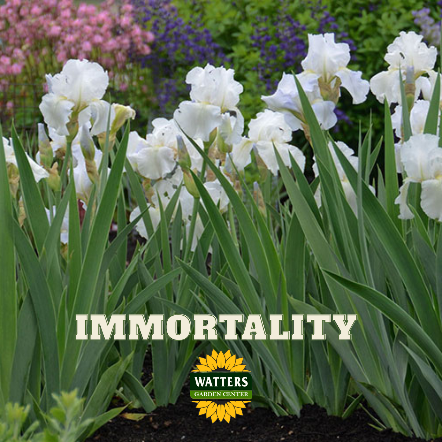 Immortality Bearded Iris - Reblooming