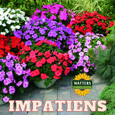 ASSORTED IMPATIENS 6in