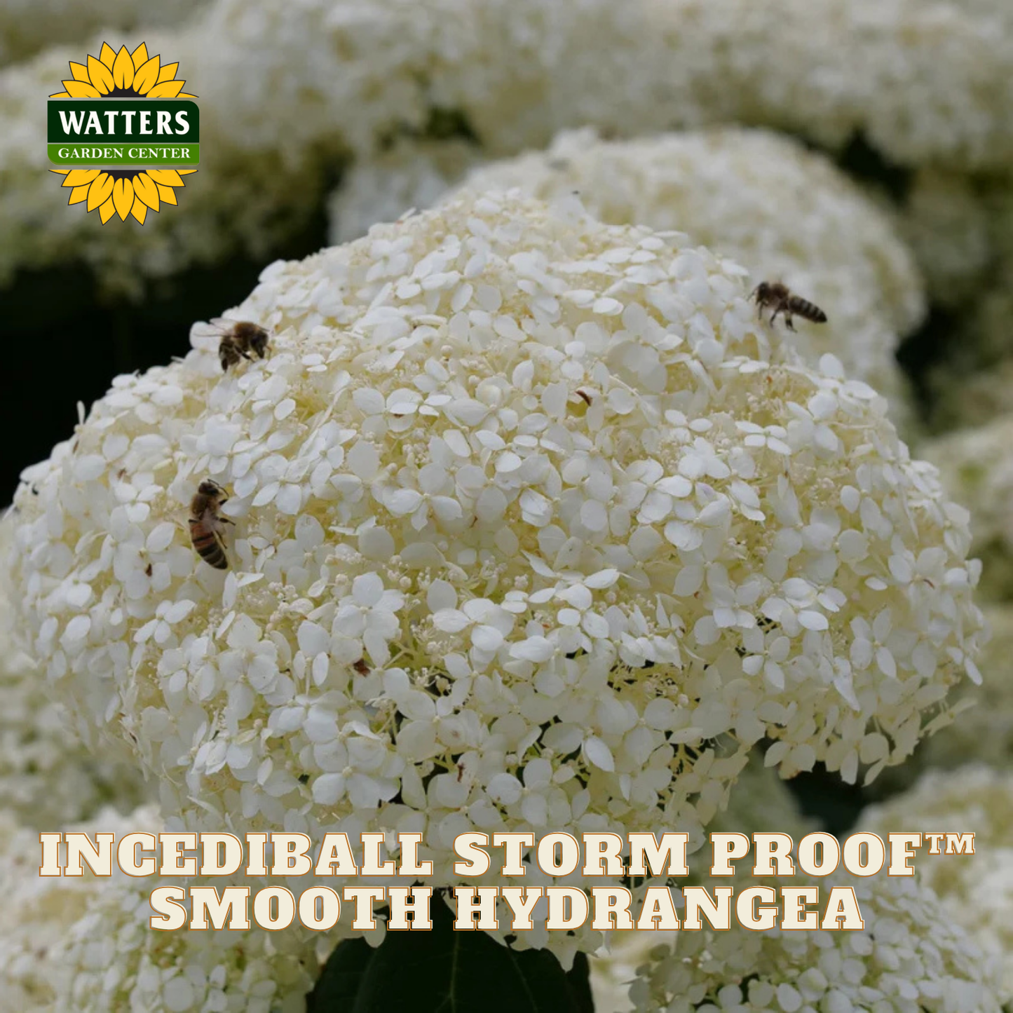 A close-up of a white hydrangea flower head with bees on it, overlaid with the Watters Garden Centers logo and the text 'INCEDBALL STORM PROOF SMOOTH HYDRANGEA'.