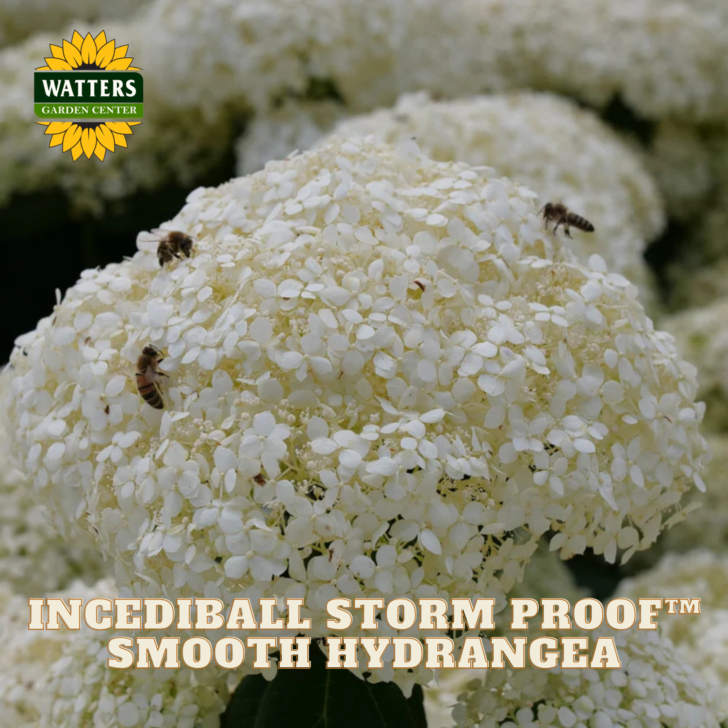 A close-up of a white hydrangea flower head with bees on it, overlaid with the Watters Garden Centers logo and the text 'INCEDBALL STORM PROOF SMOOTH HYDRANGEA'.