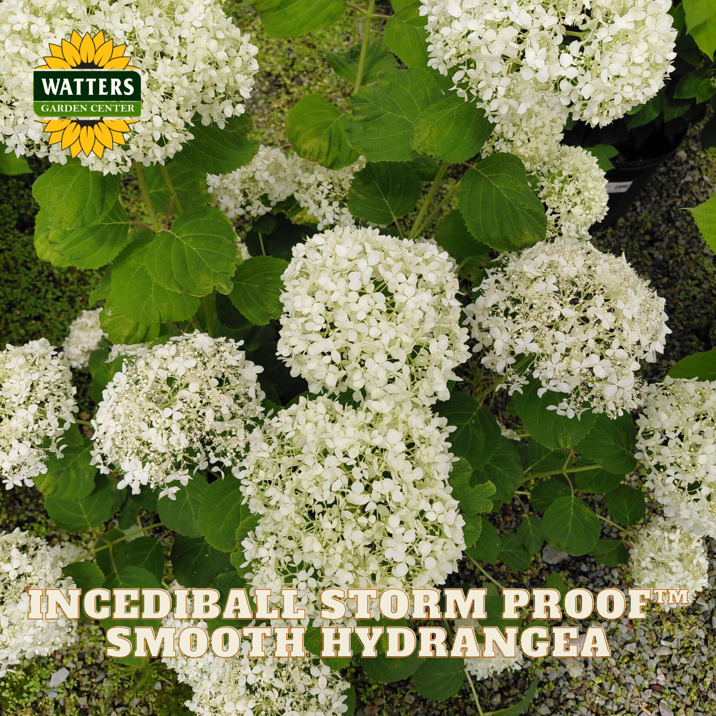 White smooth hydrangea flower blooms with green leaves, featuring a Watters Gardening Supply logo in the top-left corner and text at the bottom reading 'INCEDIBALE STORM PROOF™ SMOOTH HYDRANGEA'.