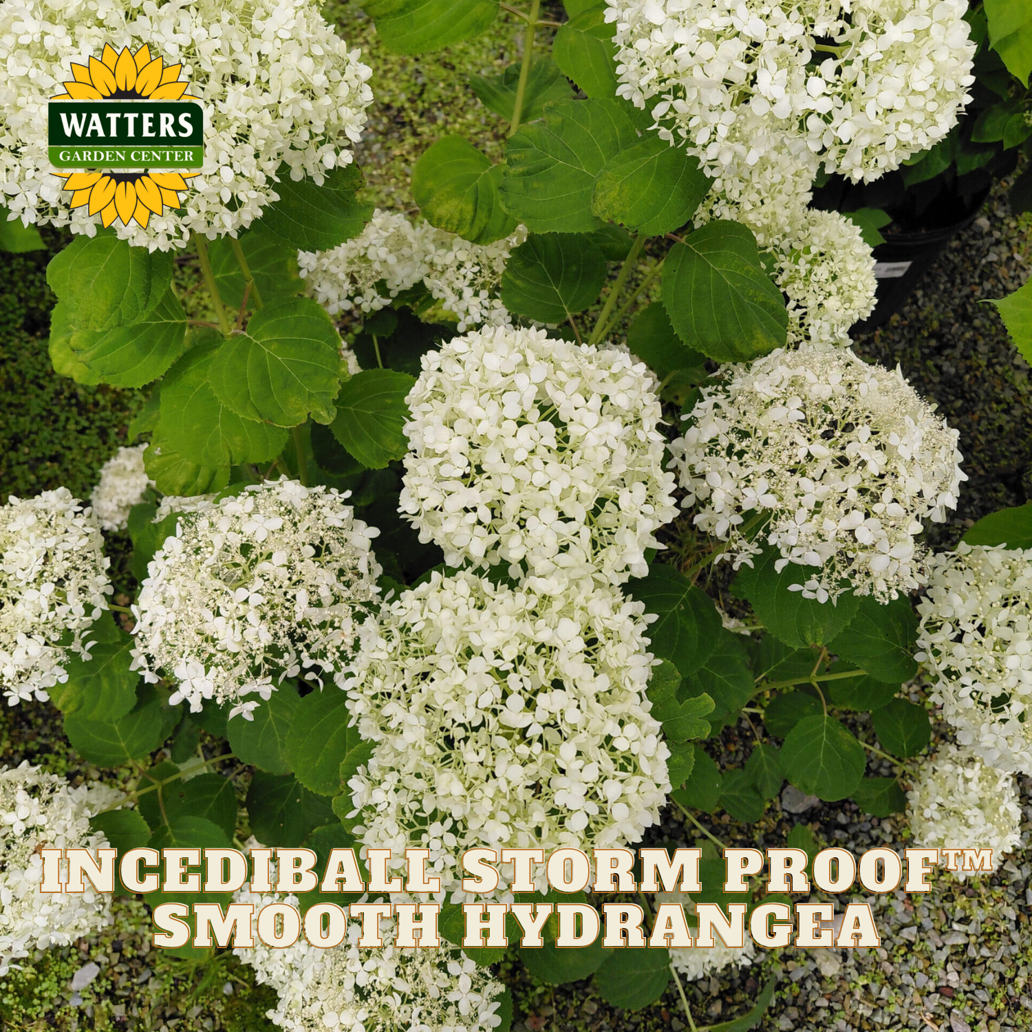 White smooth hydrangea flower blooms with green leaves, featuring a Watters Gardening Supply logo in the top-left corner and text at the bottom reading 'INCEDIBALE STORM PROOF™ SMOOTH HYDRANGEA'.