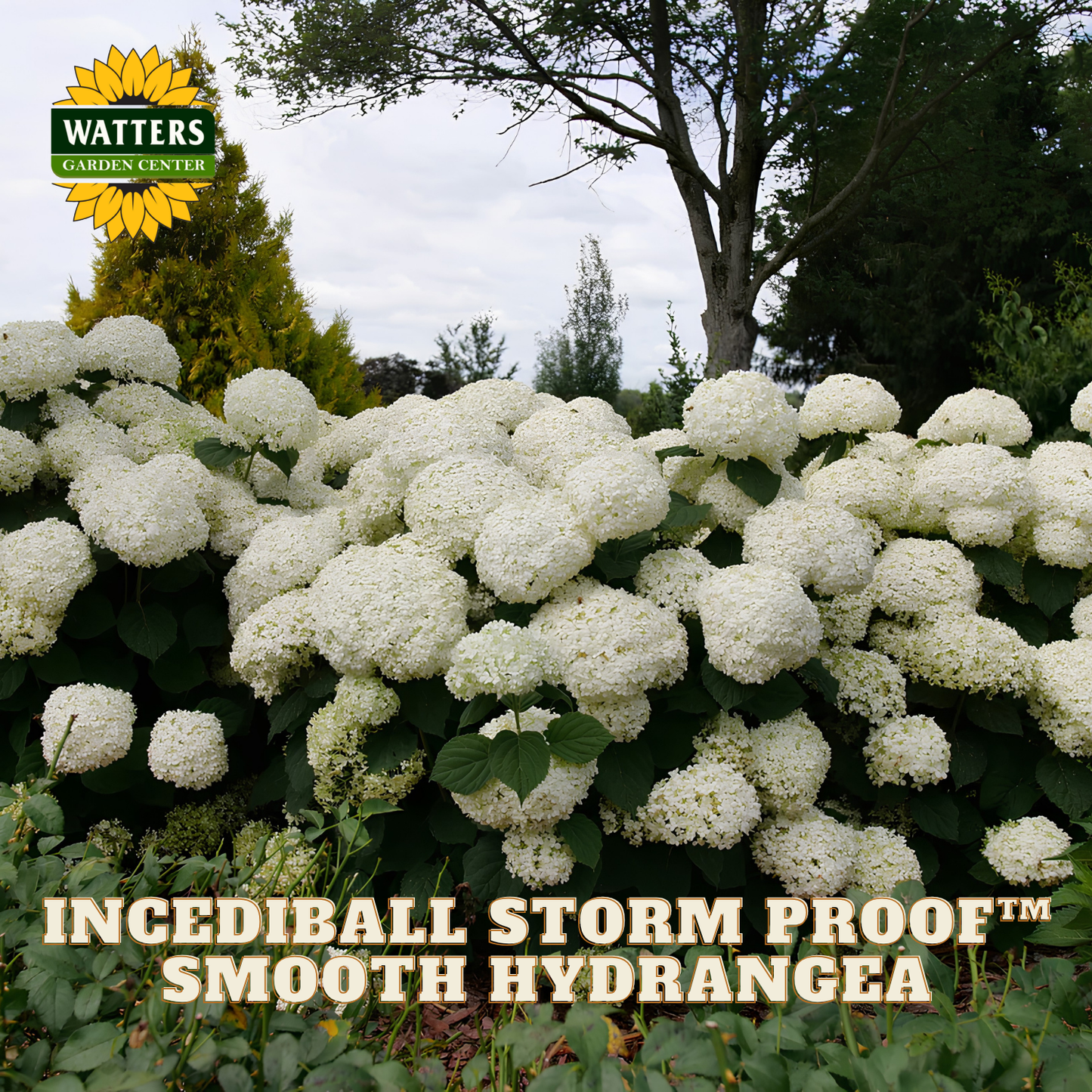 A garden scene showing a dense cluster of white hydrangea blooms with green foliage under a cloudy sky, with the Watters Garden Center logo in the top left and the text 'INCEDBALL STORM PROOF™ SMOOTH HYDRANGEA' across the bottom.