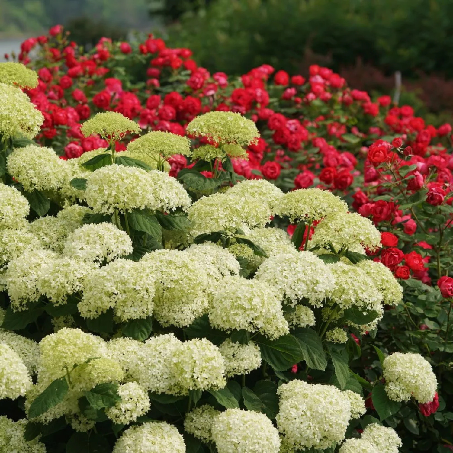 White hydrangea blooms in the foreground with red roses in the background, photographed in a garden setting.
