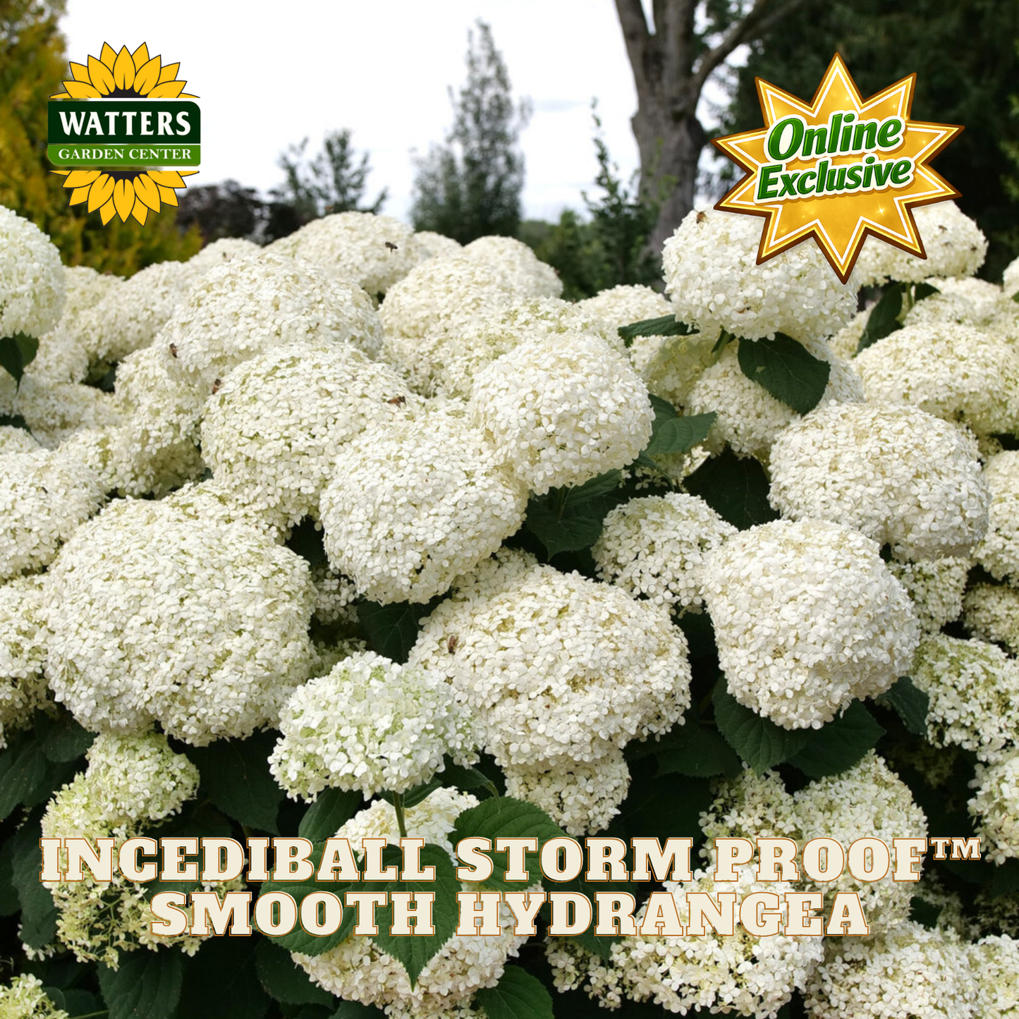 White Incediball Storm Proof Smooth Hydrangea blooms on a shrub with green leaves, shown with Watters Garden Center logo and 'Online Exclusive' badge.