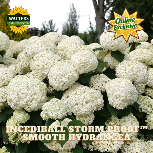 White Incediball Storm Proof Smooth Hydrangea blooms on a shrub with green leaves, shown with Watters Garden Center logo and 'Online Exclusive' badge.