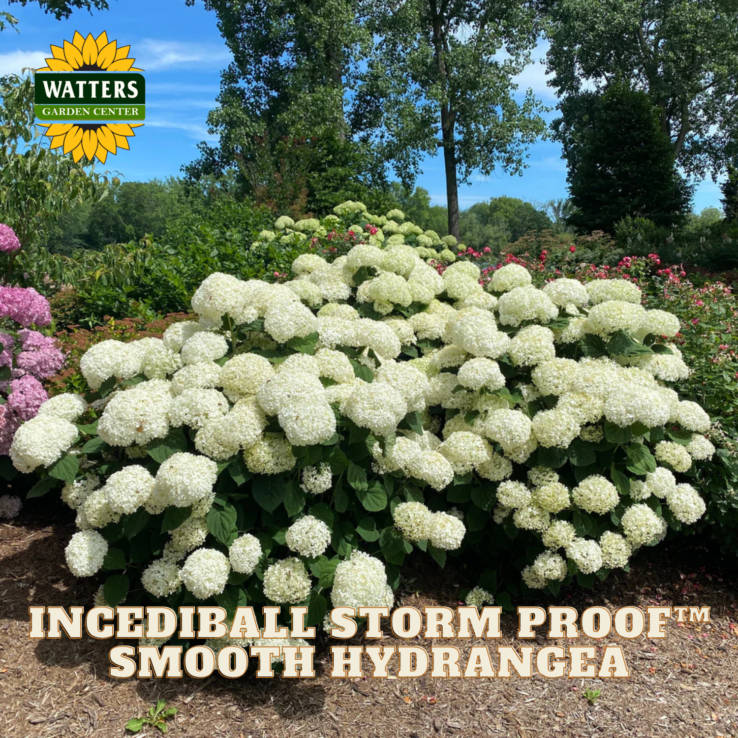 A large hydrangea bush covered in dense white flower heads in a garden setting, with trees, blue sky, mulch, and other flowers visible. Text at the bottom reads 'INCEDBALL STORM PROOF™ SMOOTH HYDRANGEA,' and the Watters Garden Centers logo appears in the top left.