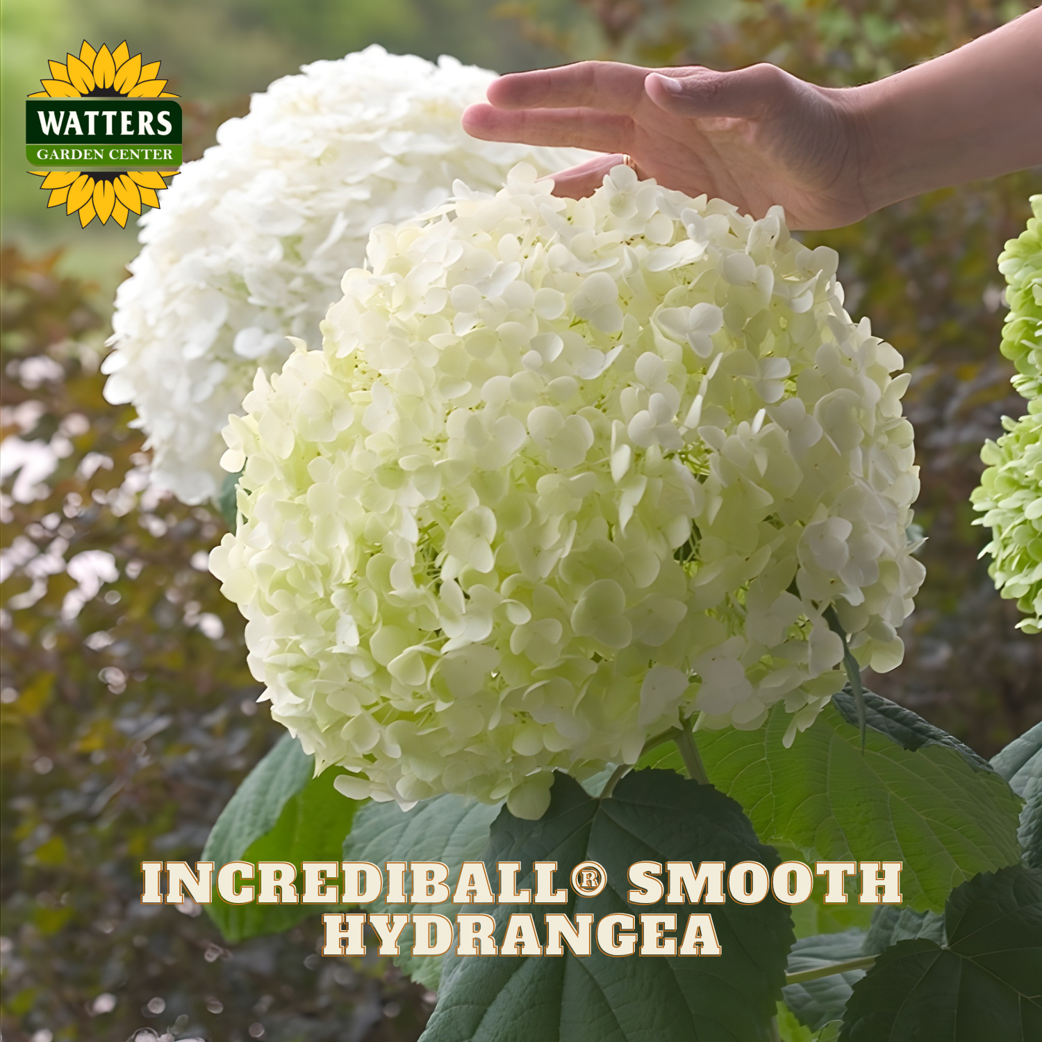 Hand touching a large white hydrangea flower with 'Watters Garden Center' logo.