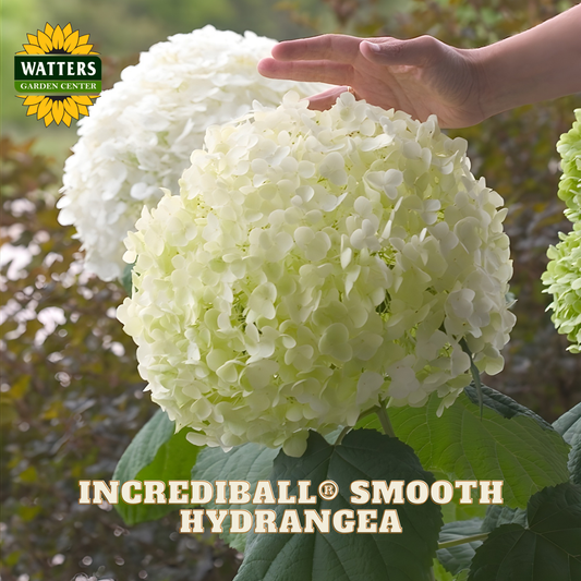 Hand touching a large white hydrangea flower with 'Watters Garden Center' logo.