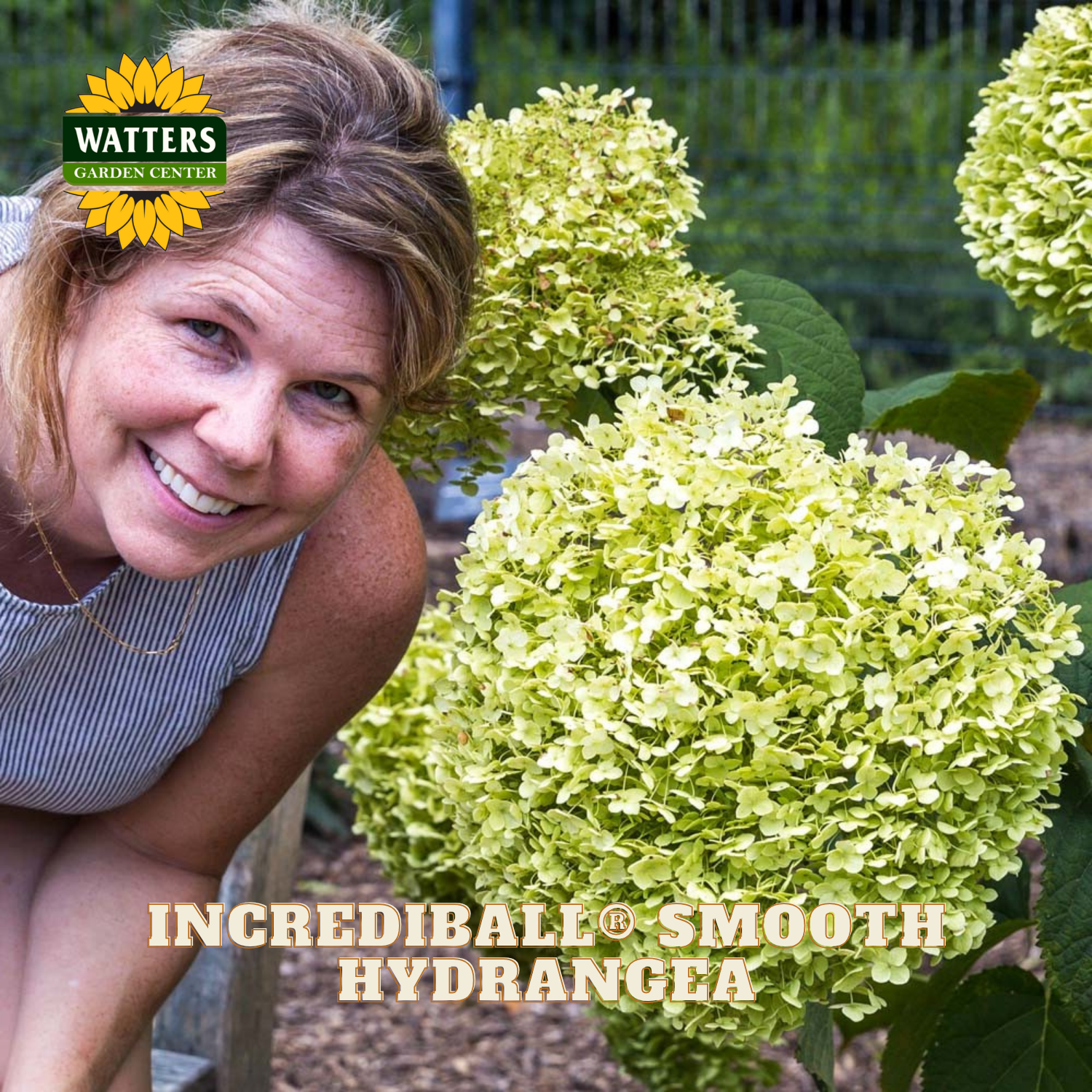 Woman smiling next to Incrediball Smooth Hydrangea plants with Watters Garden Center branding.