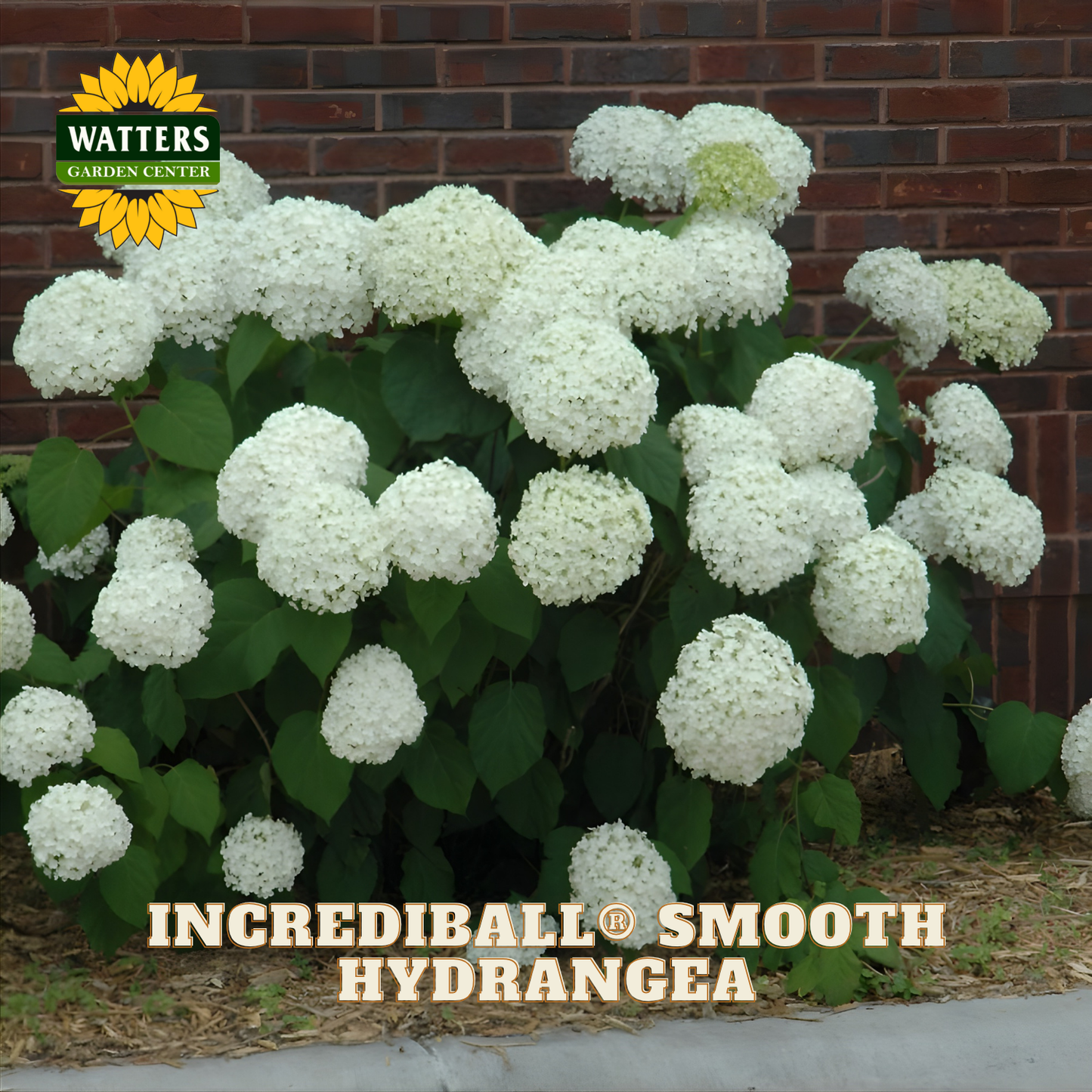 Incrediball Smooth Hydrangea plant with white flowers in front of a brick wall, featuring Watters Garden Center branding.