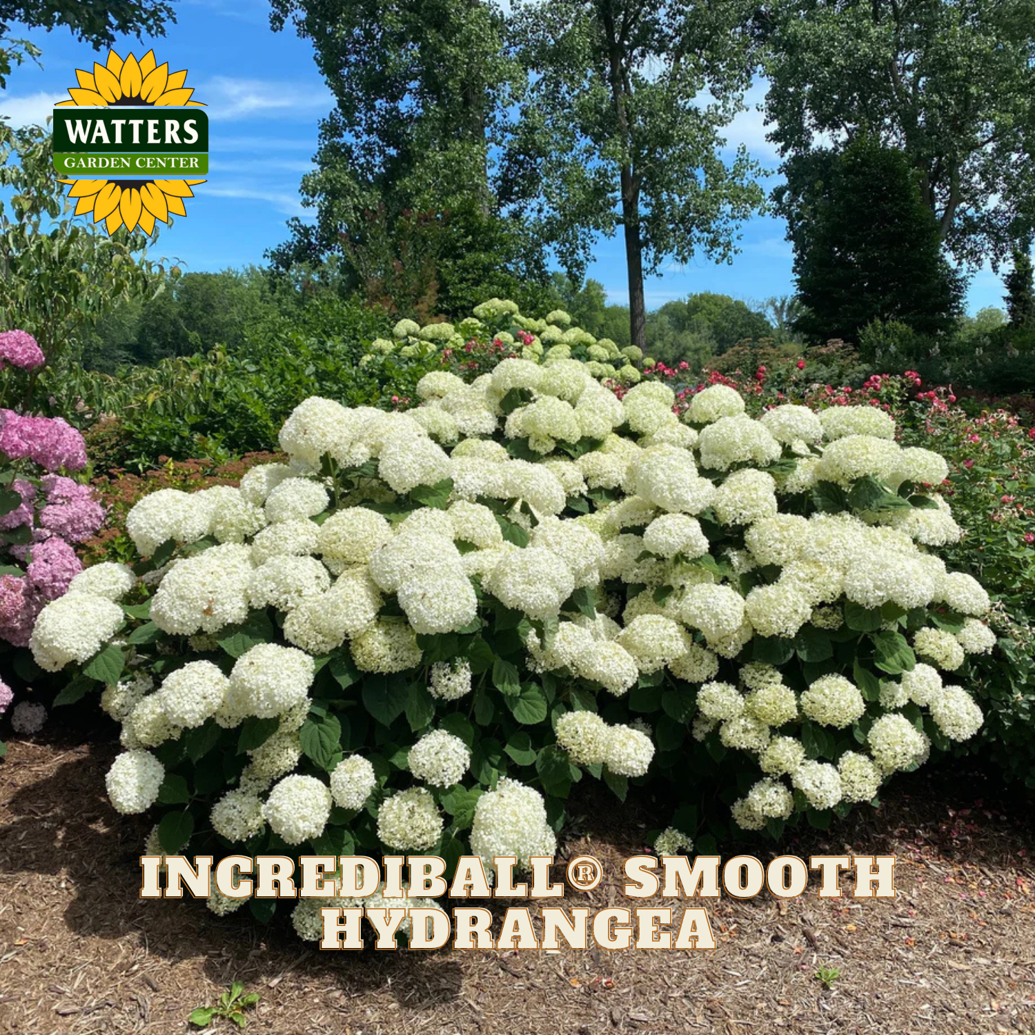 White hydrangea bush in a garden setting with 'Watters Garden Center' branding.