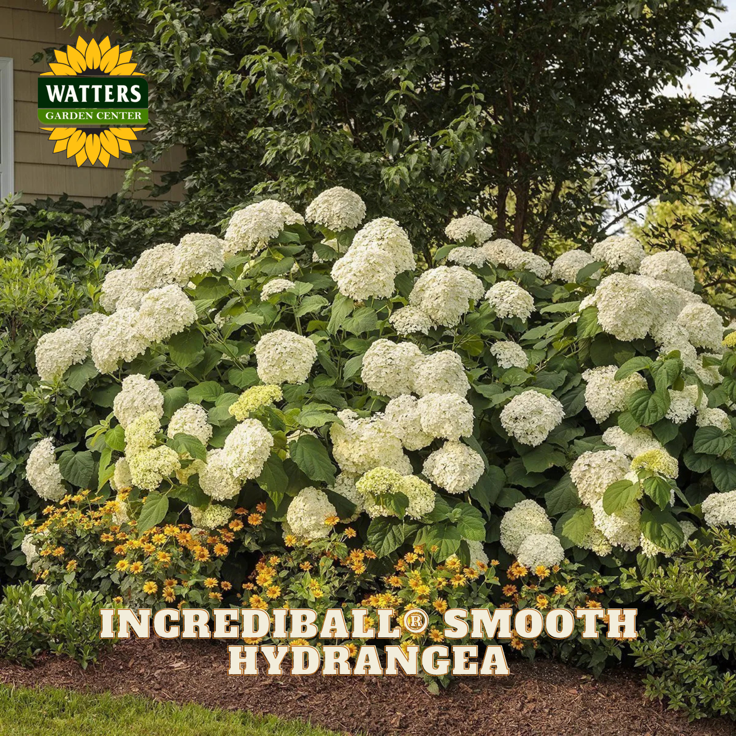 Incrediball Smooth Hydrangea plant with Watters Garden Center branding.
