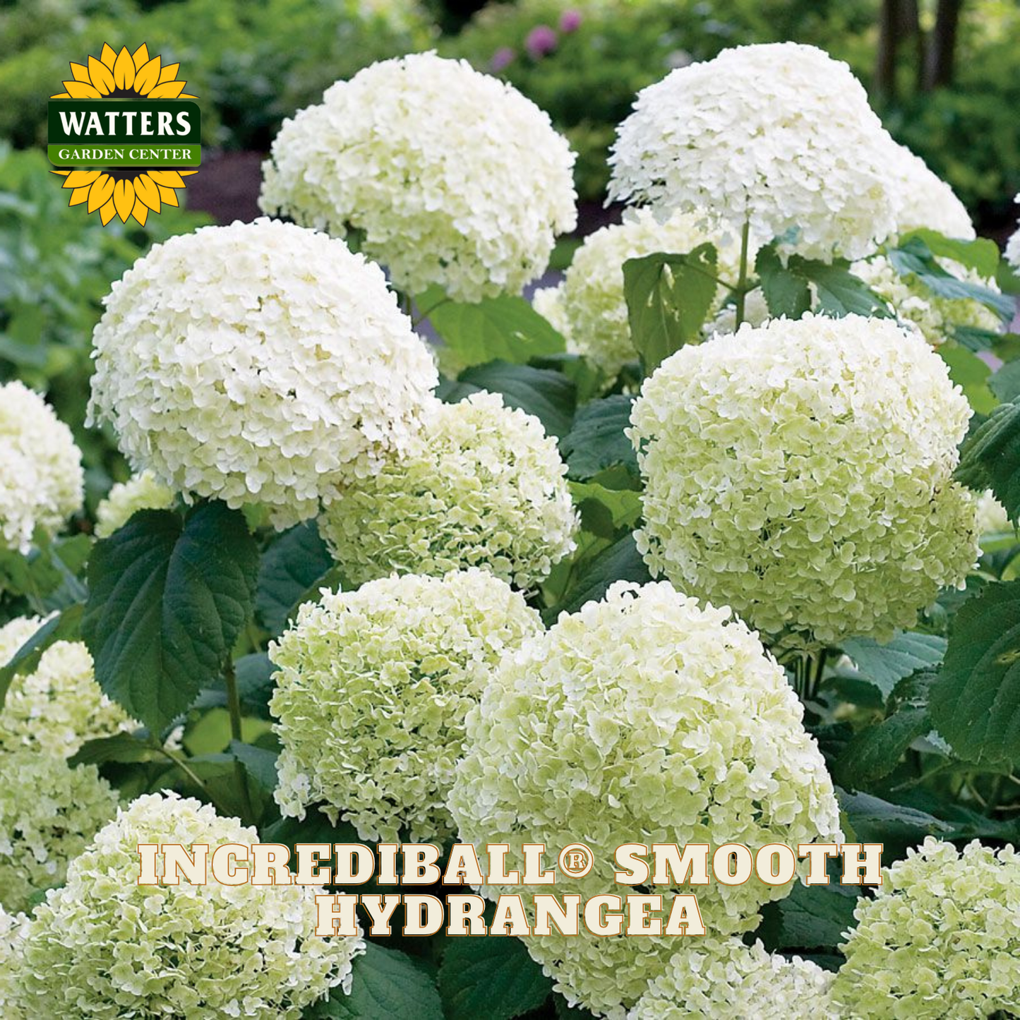 Incrediball Smooth Hydrangea flowers with Watters Garden Center branding.