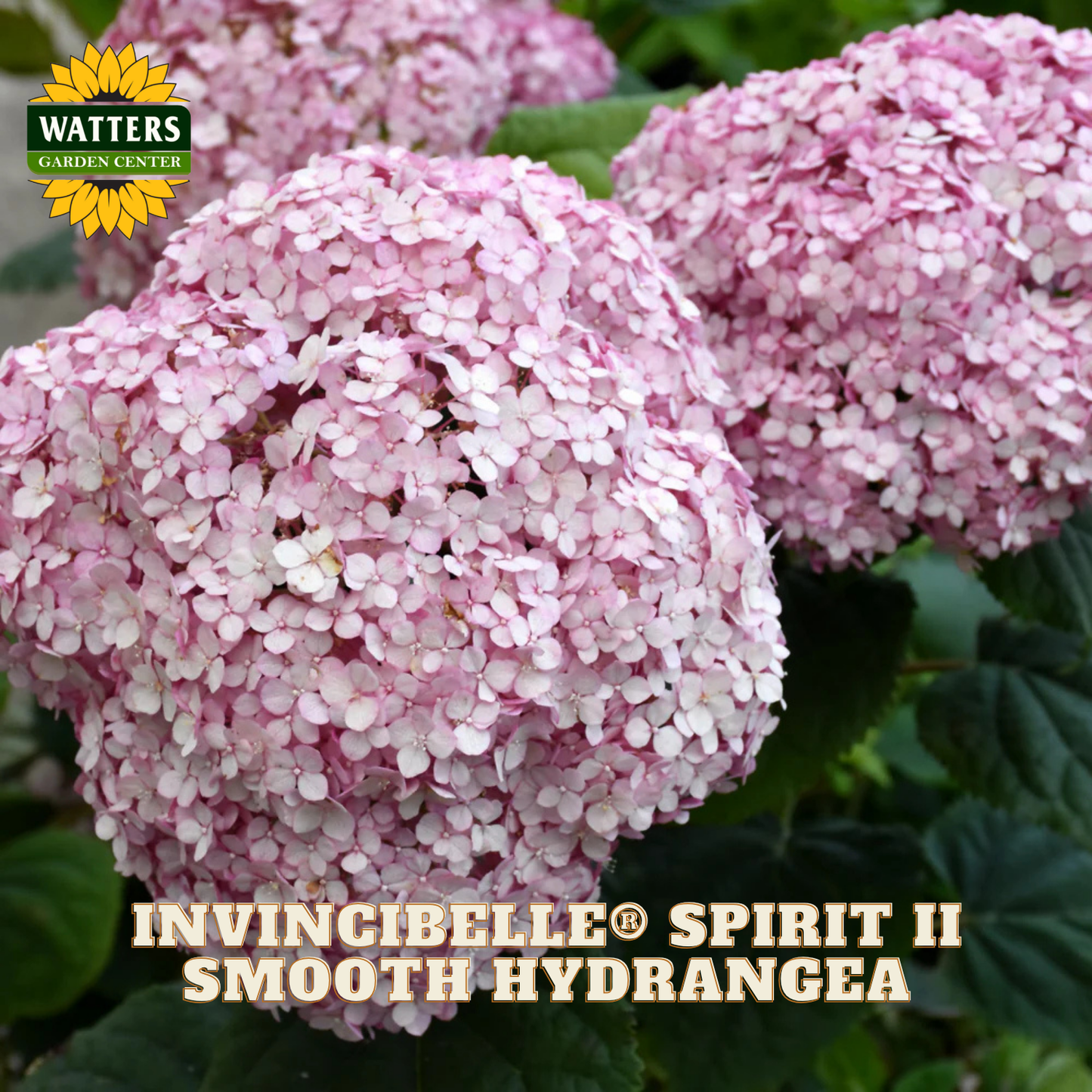 Pink hydrangea flowers with Watters Garden Center logo and product name text.