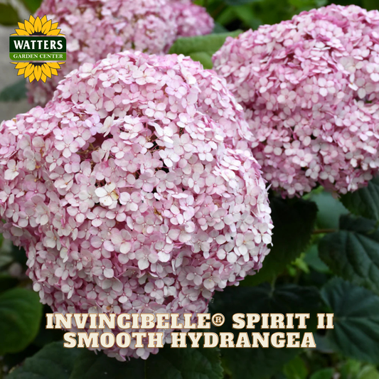Pink hydrangea flowers with Watters Garden Center logo and product name text.