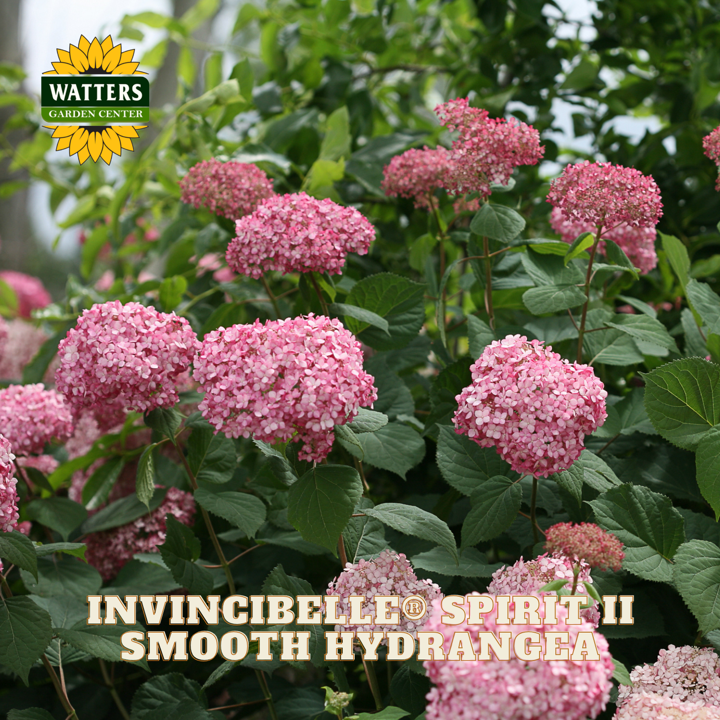 Pink hydrangeas with Watters Garden Center logo and product name text.