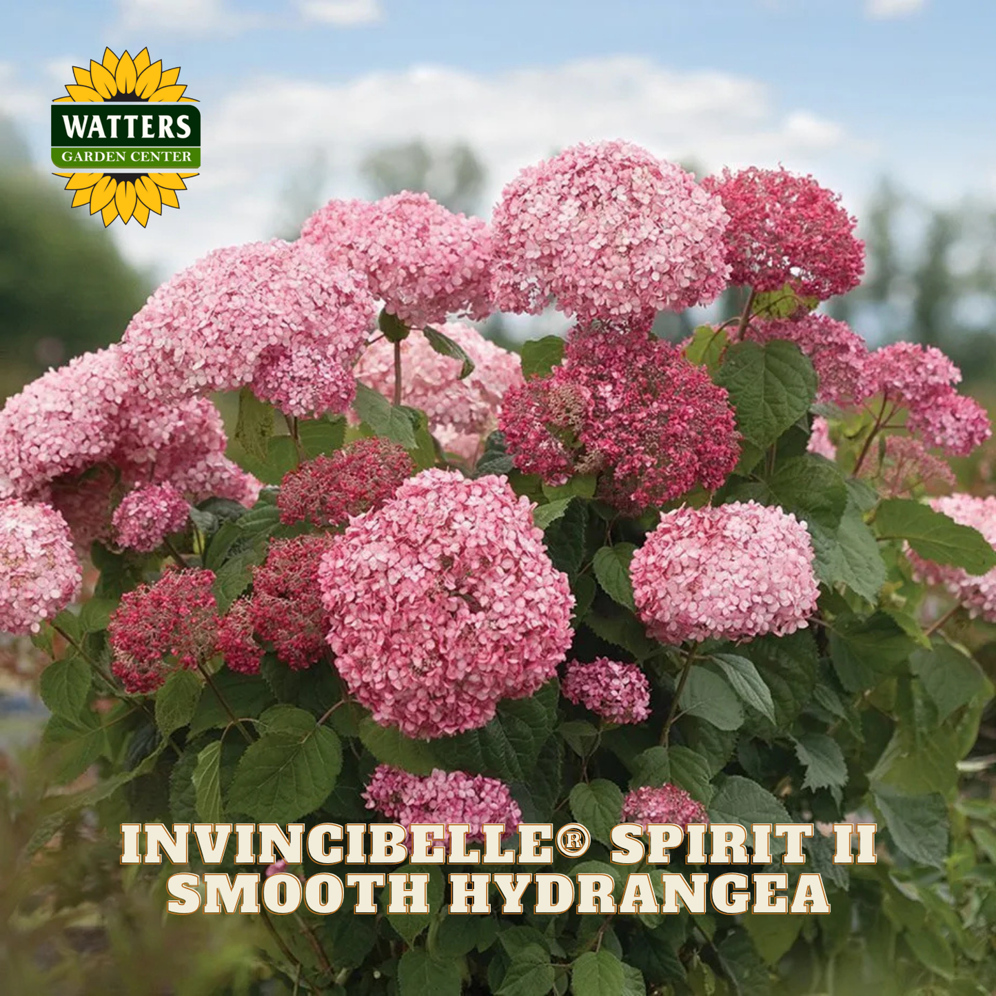 Pink hydrangea flowers with Watters Garden Center logo and 'Invincibelle Spirit II Smooth Hydrangea' text.