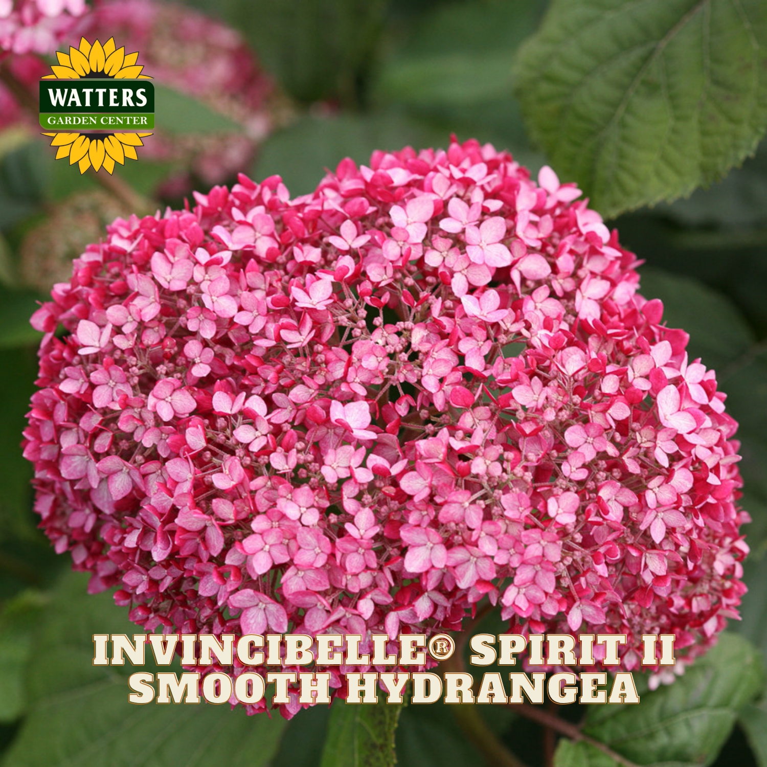 Pink hydrangea flower with Watters Garden Center logo and product name text.