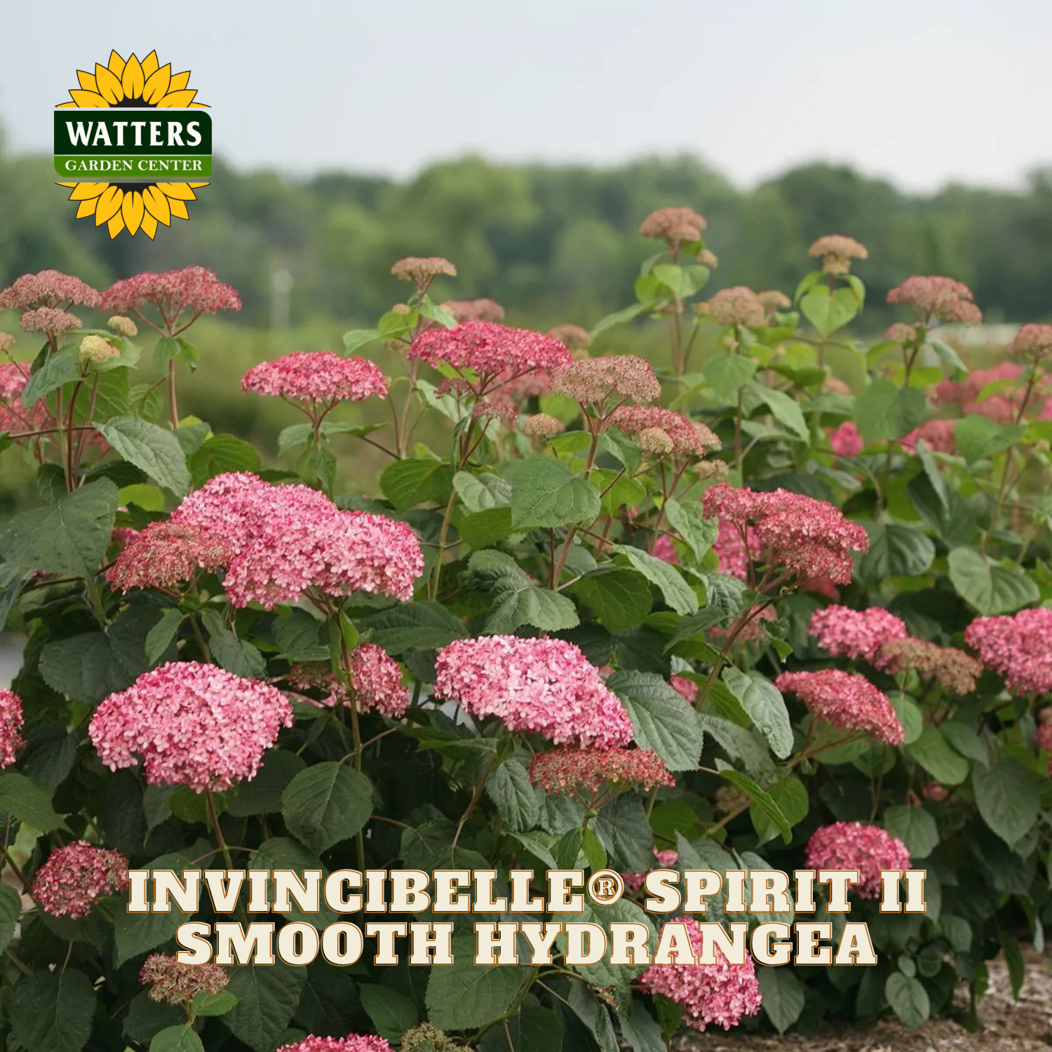 Pink hydrangea plants with Watters Garden Center logo and 'Invincibelle Spirit II Smooth Hydrangea' text.
