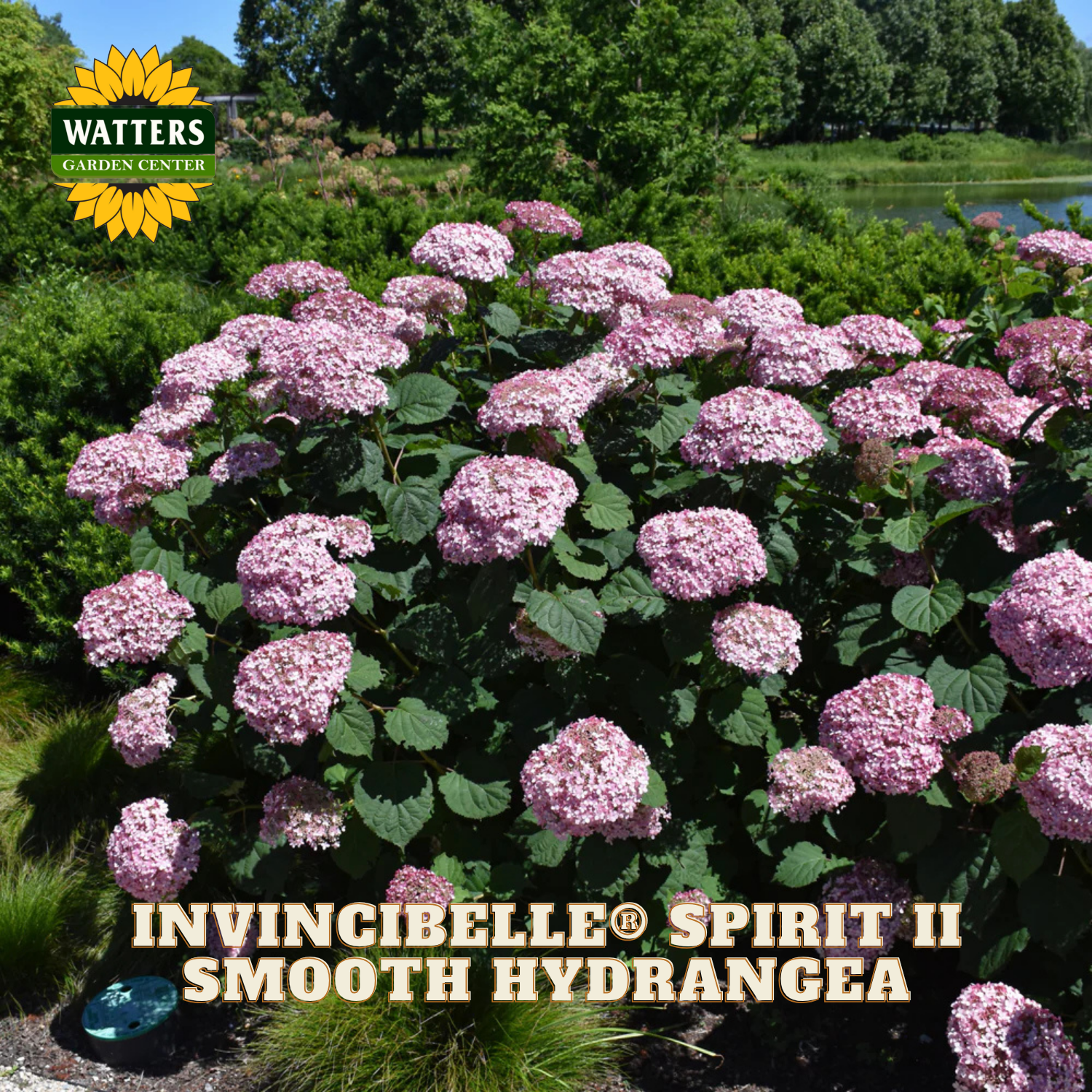 Pink hydrangea bush with 'Watters Garden Center' branding and 'Invincibelle Spirit II' text.
