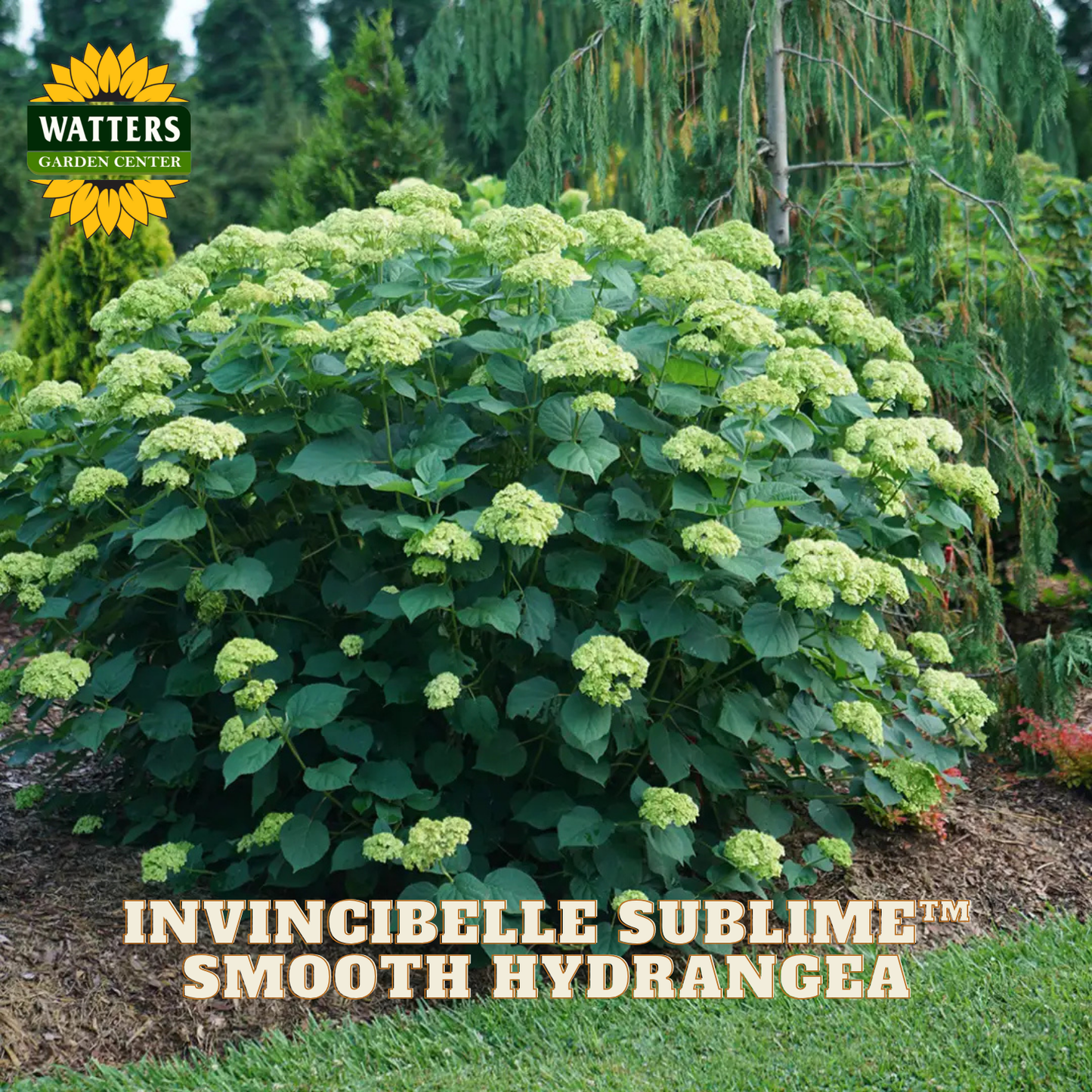 Green smooth hydrangea plant with 'Watters Garden Center' logo and product name text.