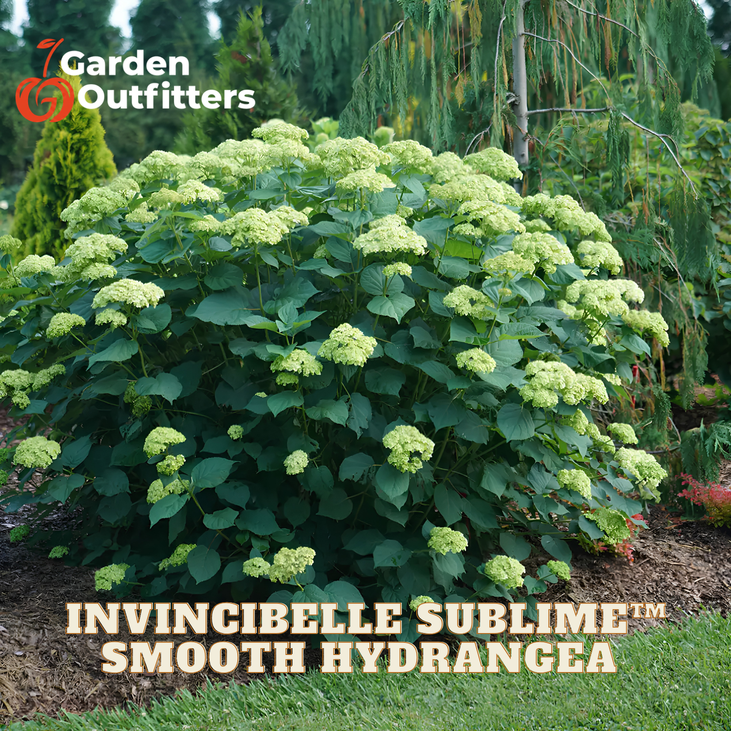 A large hydrangea bush with pale green to cream flowers and dark green leaves, photographed outdoors in a garden setting. Text at the top left reads Garden Outfitters, and text at the bottom reads Invincibelle Subliche Smooth Hydrangea.