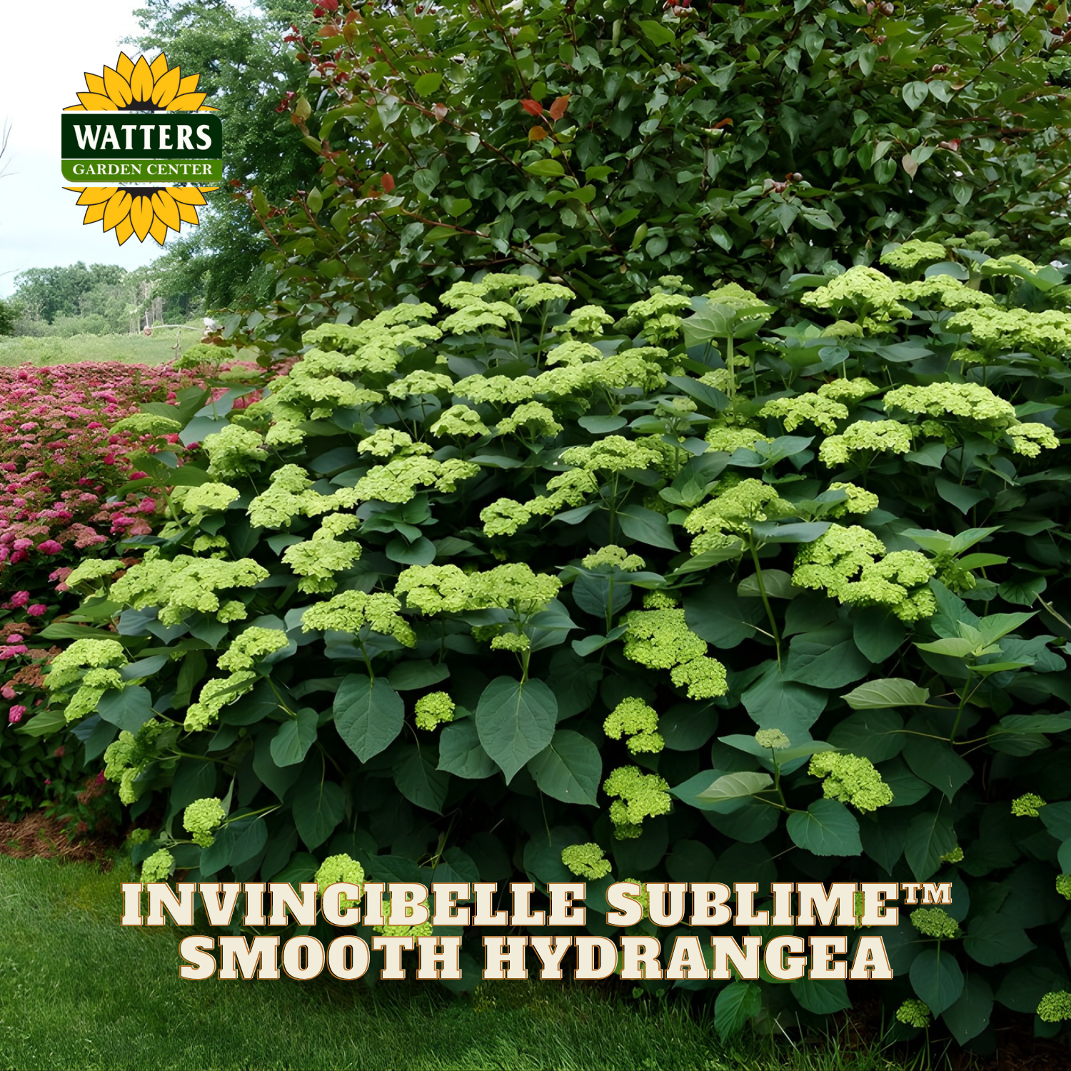 Green smooth hydrangea plant with 'Watters Garden Center' logo and product name text.