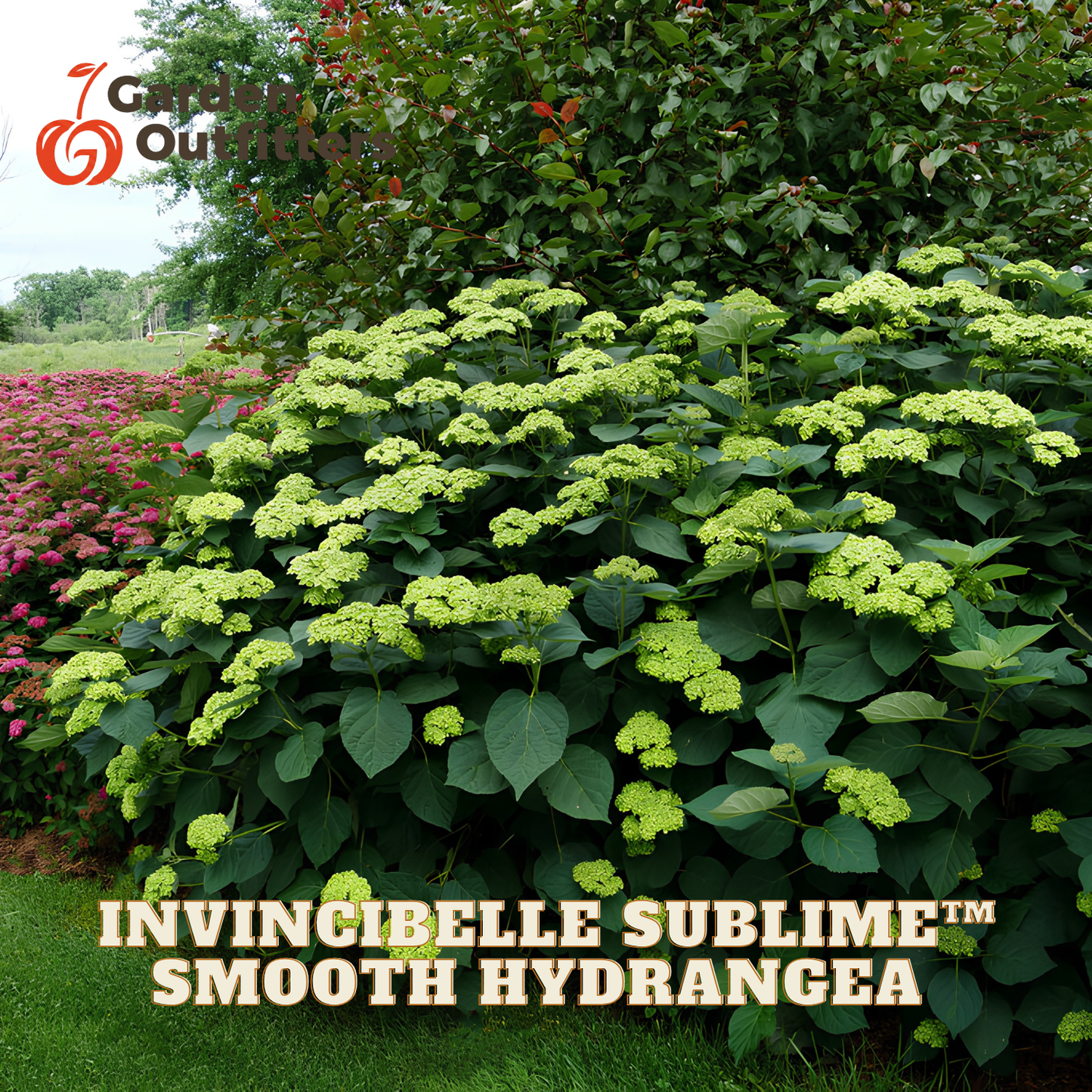 A large hydrangea bush with dense clusters of pale yellow-green flowers and dark green leaves, shown in a garden setting with other plants and grass. Text at the bottom reads 'INVINGIBELLE SUBLIME™ SMOOTH HYDRANGEA,' and a Garden Outfitter logo appears in the upper left.
