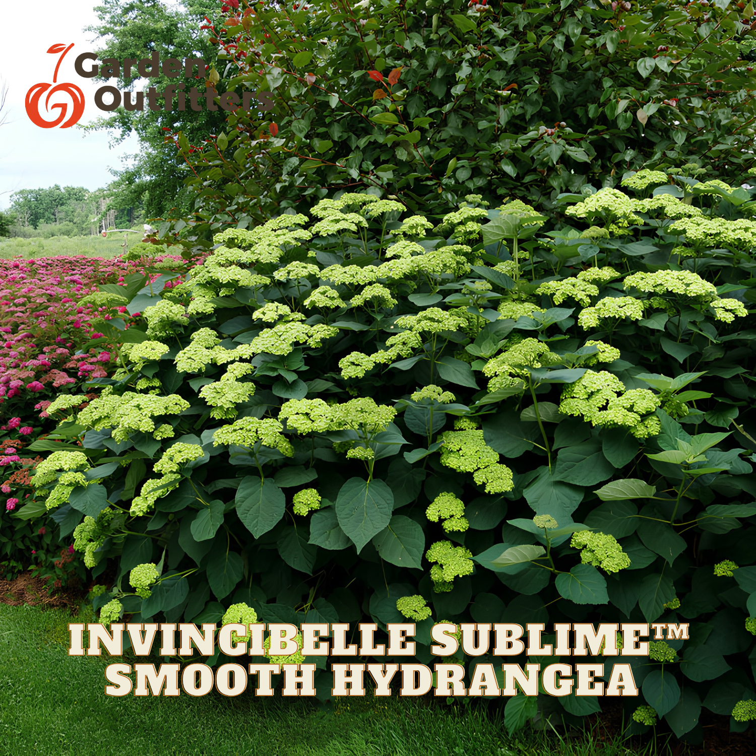 A large hydrangea bush with dense clusters of pale yellow-green flowers and dark green leaves, shown in a garden setting with other plants and grass. Text at the bottom reads 'INVINGIBELLE SUBLIME™ SMOOTH HYDRANGEA,' and a Garden Outfitter logo appears in the upper left.