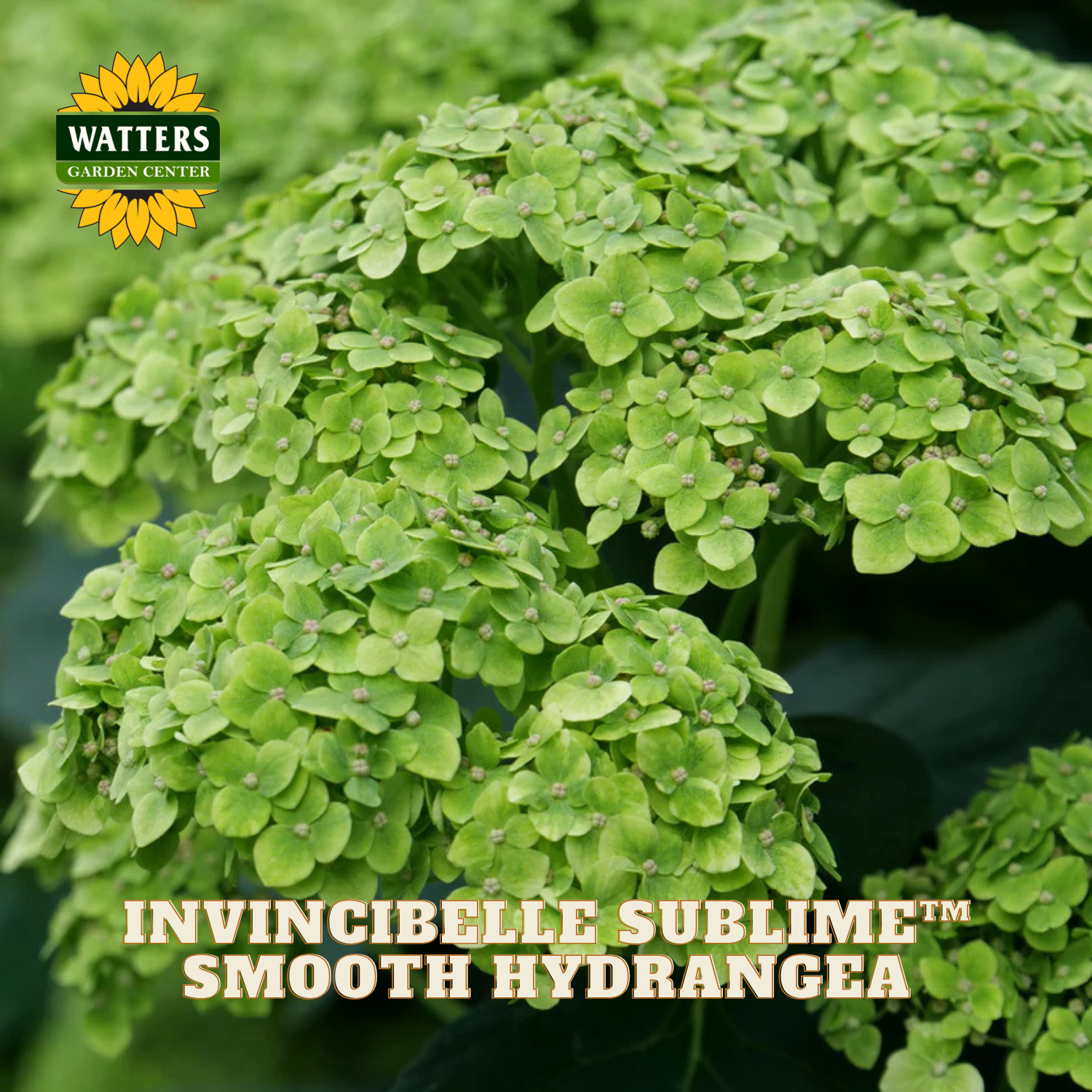 Green smooth hydrangea plant with 'Watters Garden Center' logo and product name text.