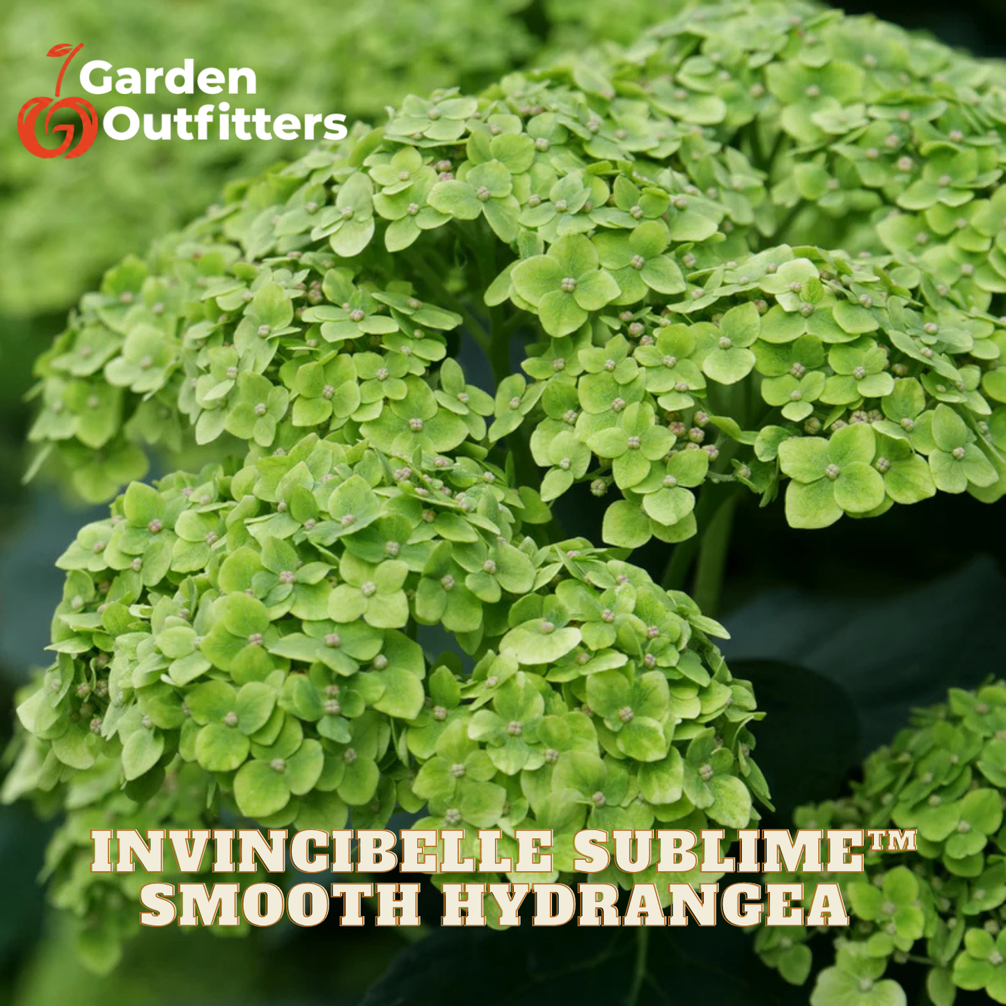 Close-up of a hydrangea bloom with many small light green flowers. The Garden Outfitters logo appears in the top left, and the text 'INVINCIBELLE SUBLIME™ SMOOTH HYDRANGEA' appears at the bottom.