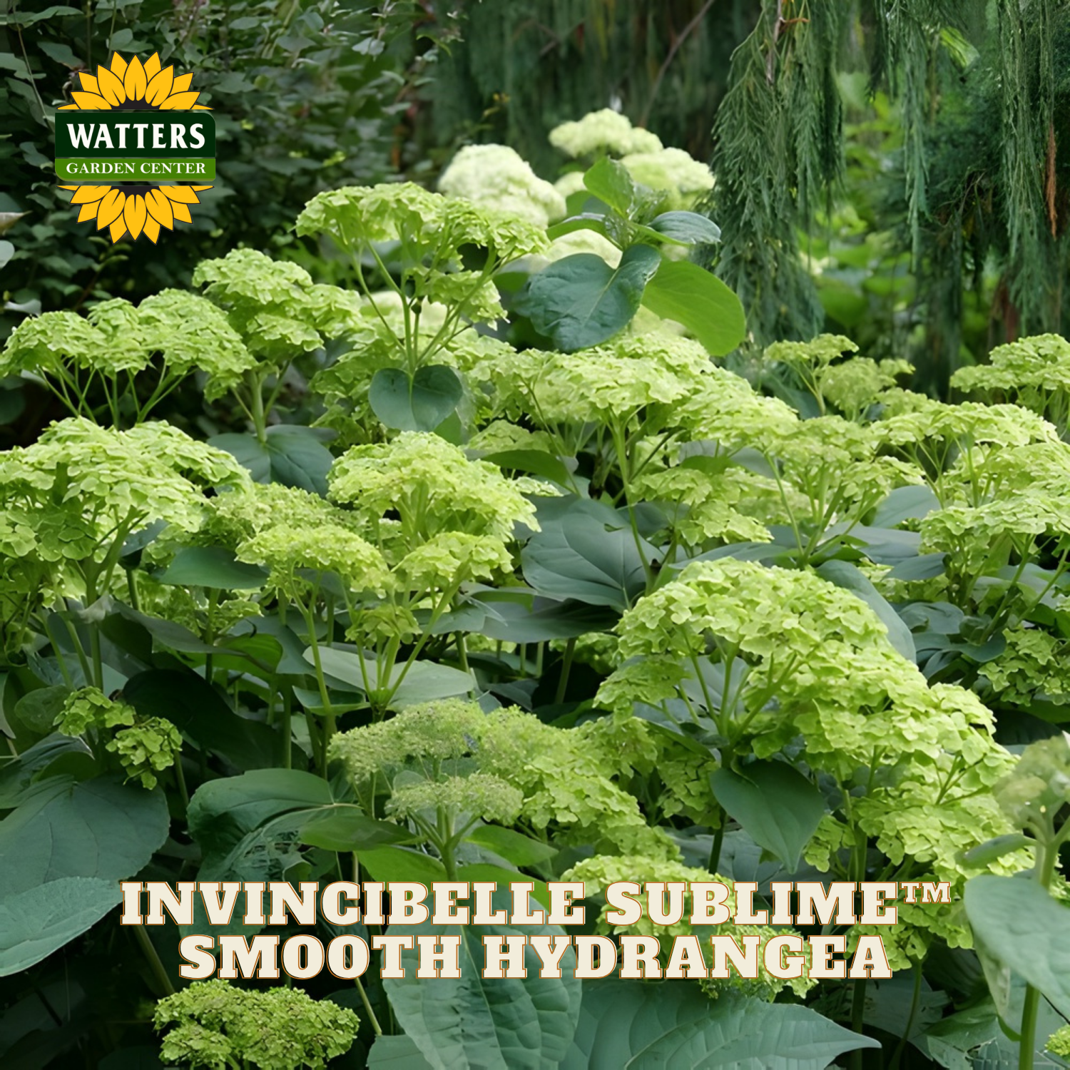 Invincibelle Sublime Smooth Hydrangea plant with Watters Garden Center logo.