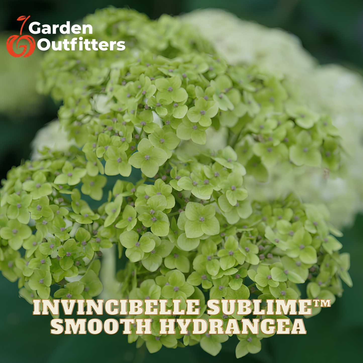 Close-up of a hydrangea flower cluster in light green with the text 'Garden Outfitters' at top left and 'INVINCIBELLE SUBLIME SMOOTH HYDRANGEA' at bottom, showing the product in a garden-like blurred background.