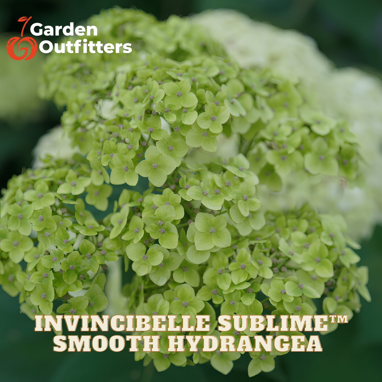 Close-up of a hydrangea flower cluster in light green with the text 'Garden Outfitters' at top left and 'INVINCIBELLE SUBLIME SMOOTH HYDRANGEA' at bottom, showing the product in a garden-like blurred background.