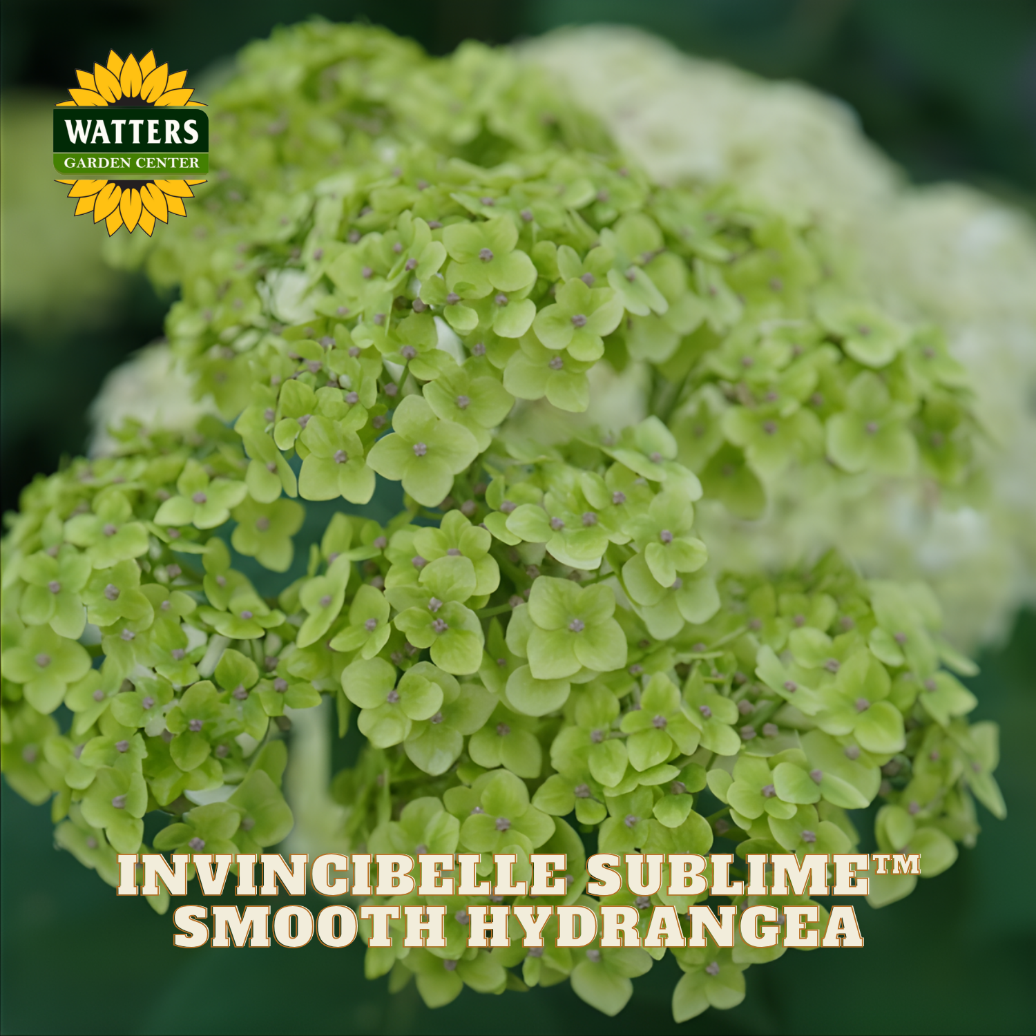 Green smooth hydrangea with Watters Garden Center logo and 'Invincibelle Sublime' text.